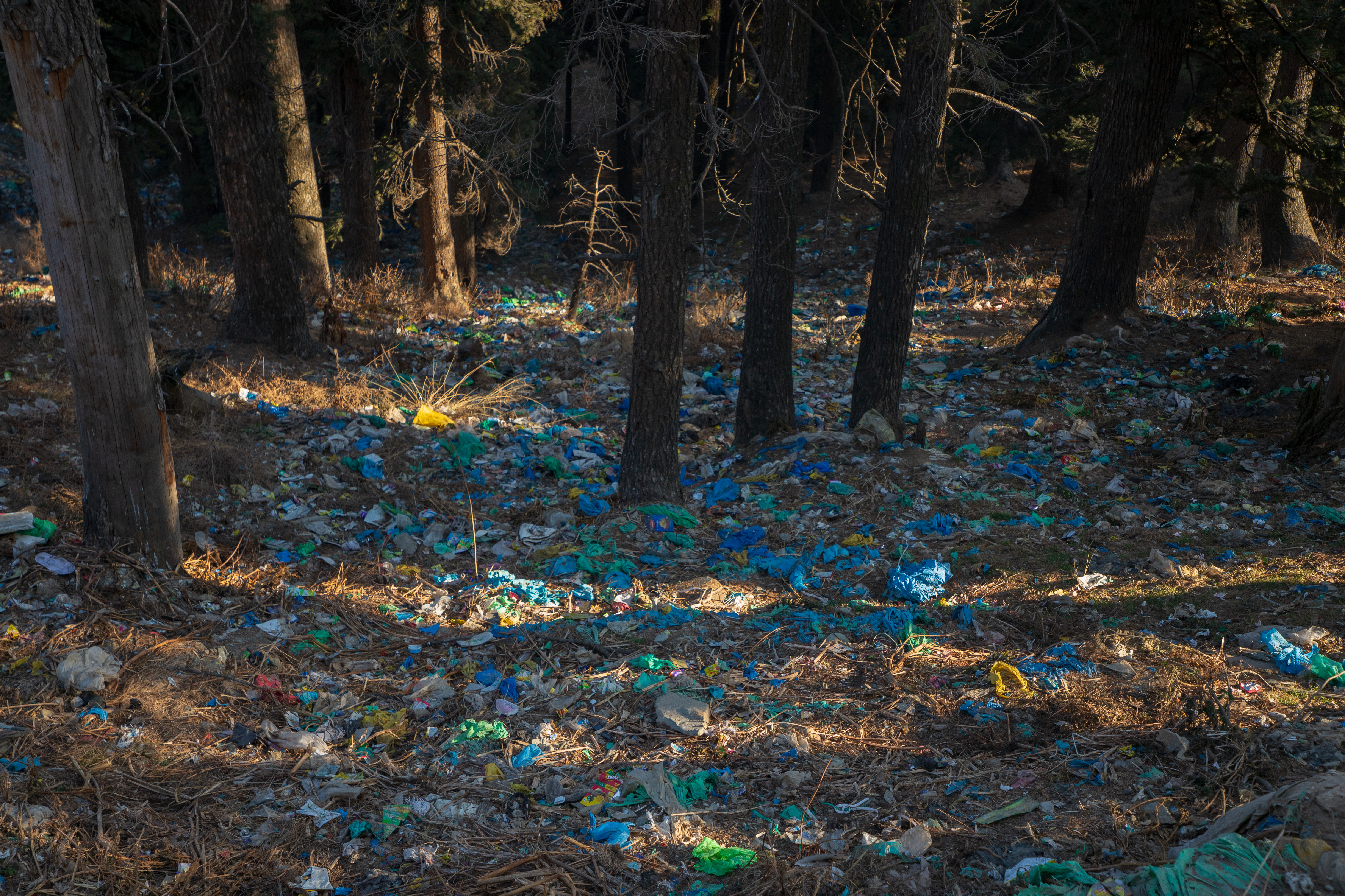 Garbage dumped in a forest in Gulmarg