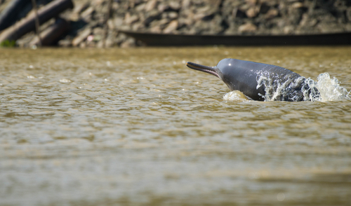 One of the remaining 2,100 dolphins that live in the Indus River in Pakistan [Shutterstock]