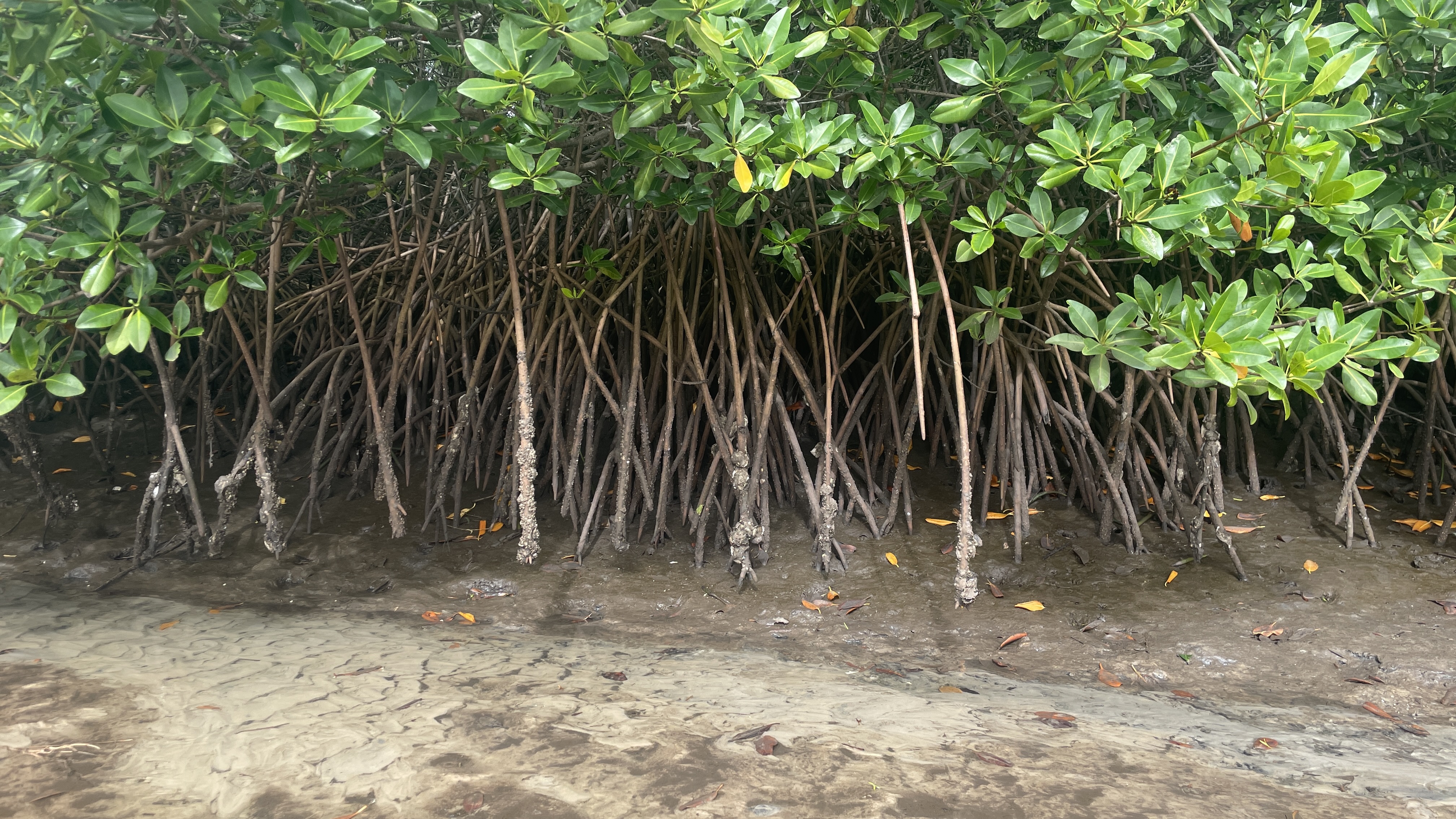 Low tide reveals oysters clinging tightly to the mangrove roots in Joal Fadouth