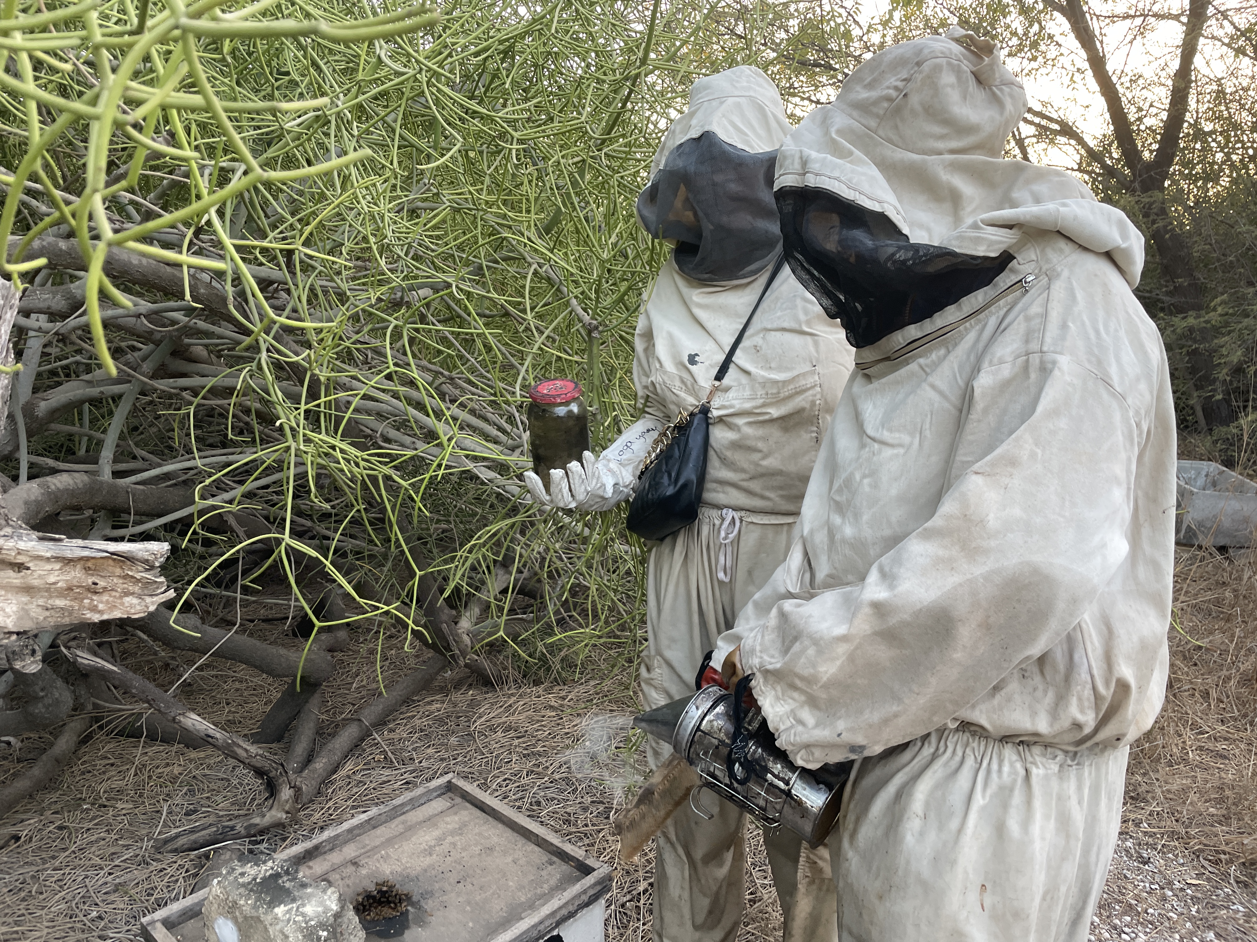 Sonko pours smoke into the beehive, withdrawing honey from within