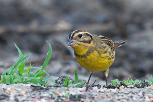 The yellow-breasted bunting is considered critically endangered because its numbers have declined by about 90 percent [Shutterstock]