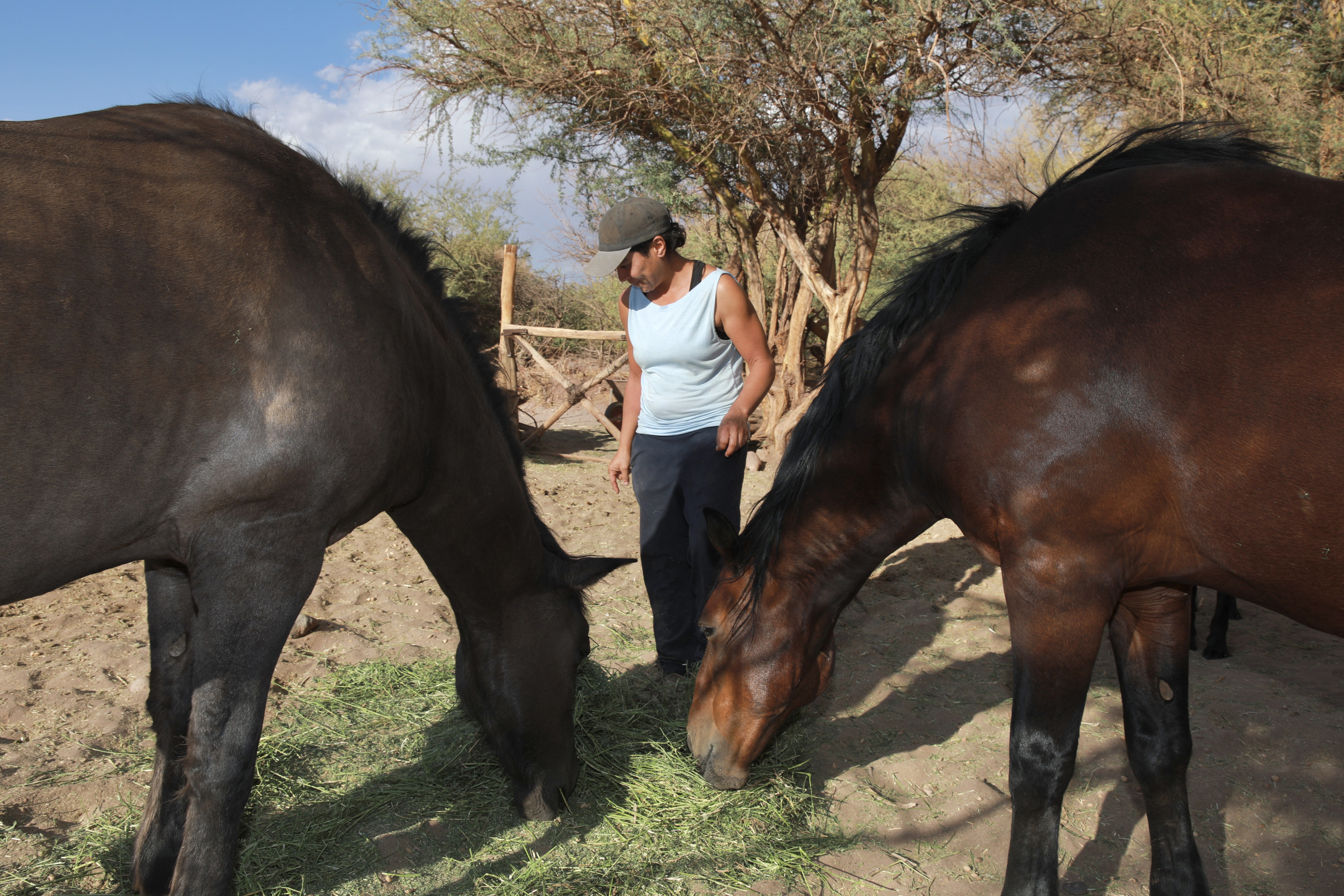 Karen Luza feeds her horses at her home in the countryside of San Pedro de Atacama, northern Chile. She is an Indigenous equine therapist and 'water defender' meaning she protests about the vast quantities of water being consumed by lithium plants
