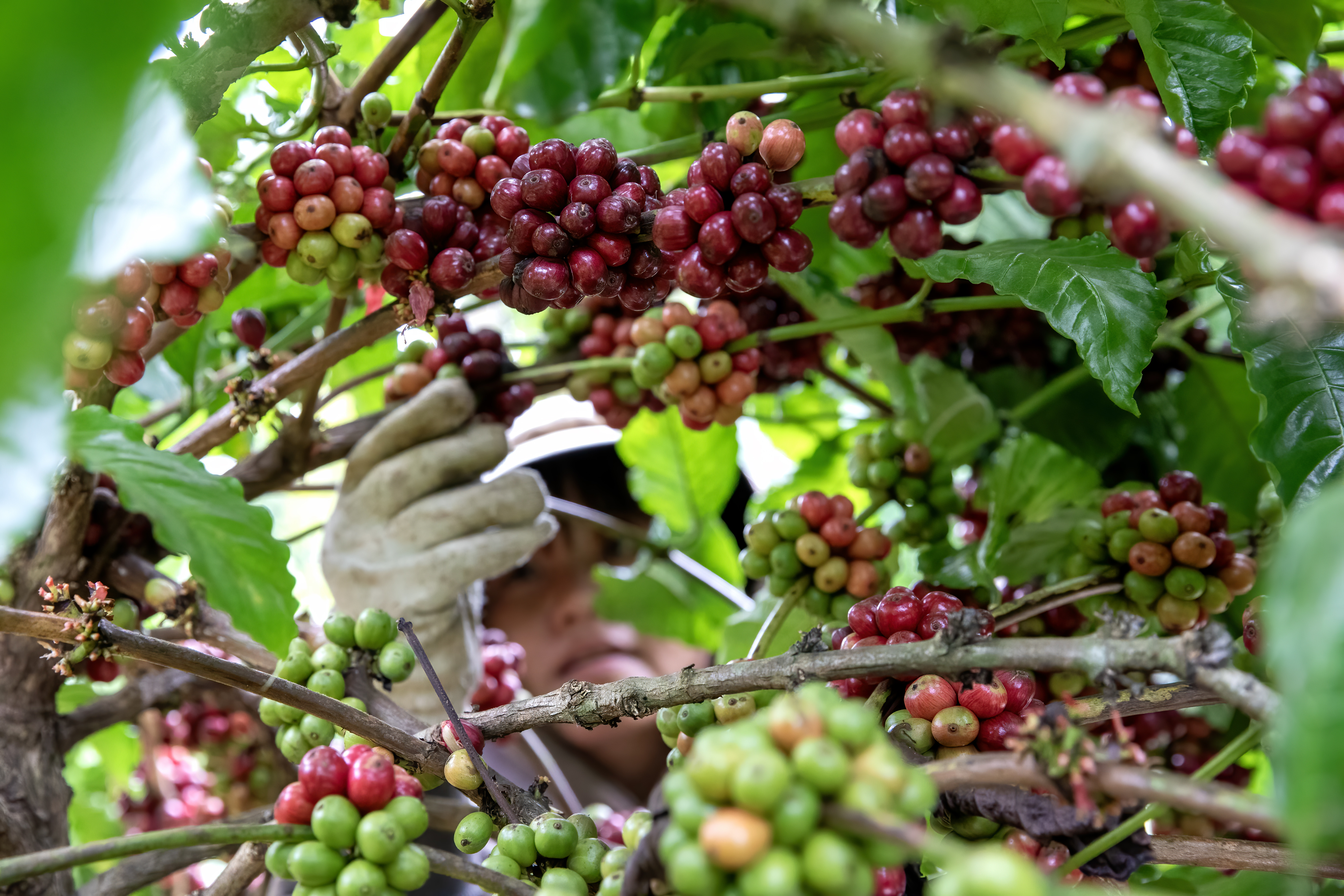 Robusta