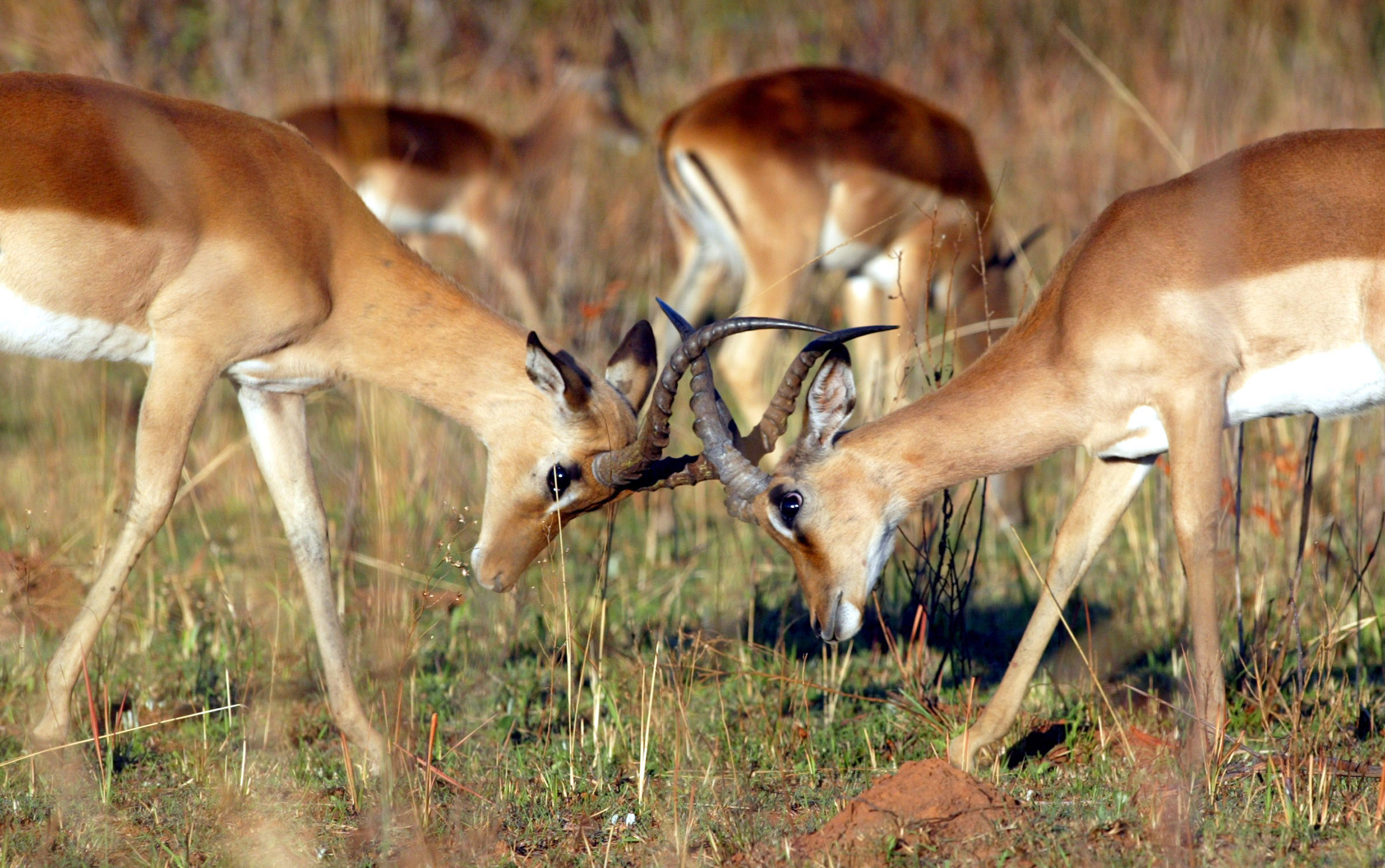 Impalas