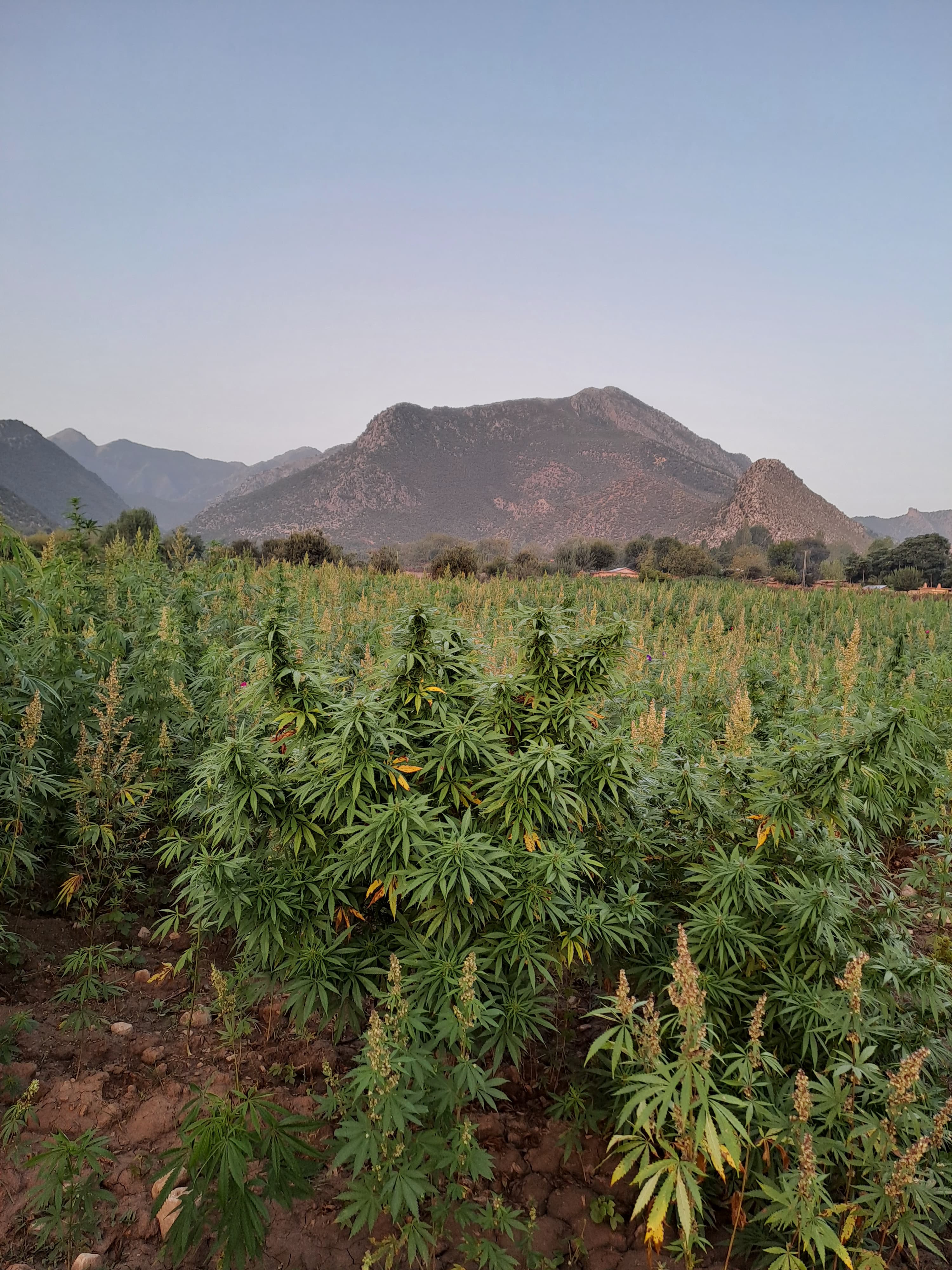 Farmer Suleman Shah grows cannabis on 81 hectares (200 acres) of his land in Orakzai, a tribal district in Khyber Pakhtunkhwa [Courtesy of Suleman Shah]