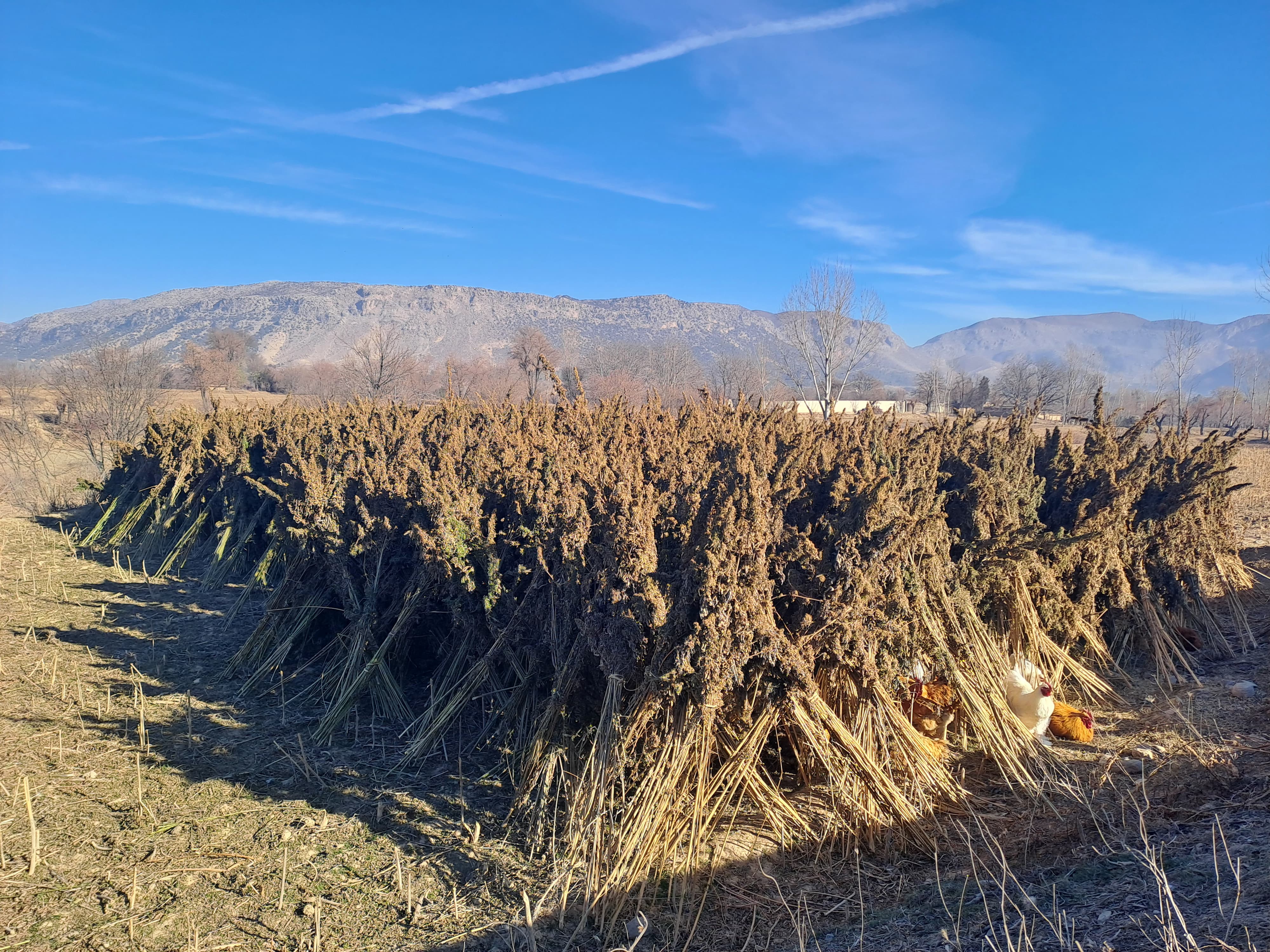 Pakistani officials are hoping to generate more than a billion dollars of revenue from cannabis derivatives in three years [Courtesy of Suleman Shah]