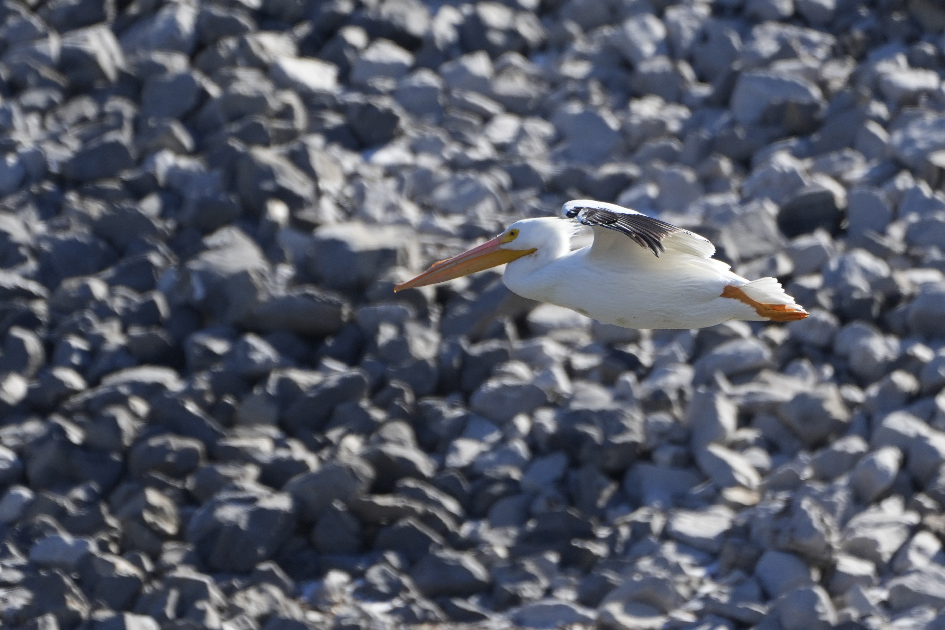 waterfowl
