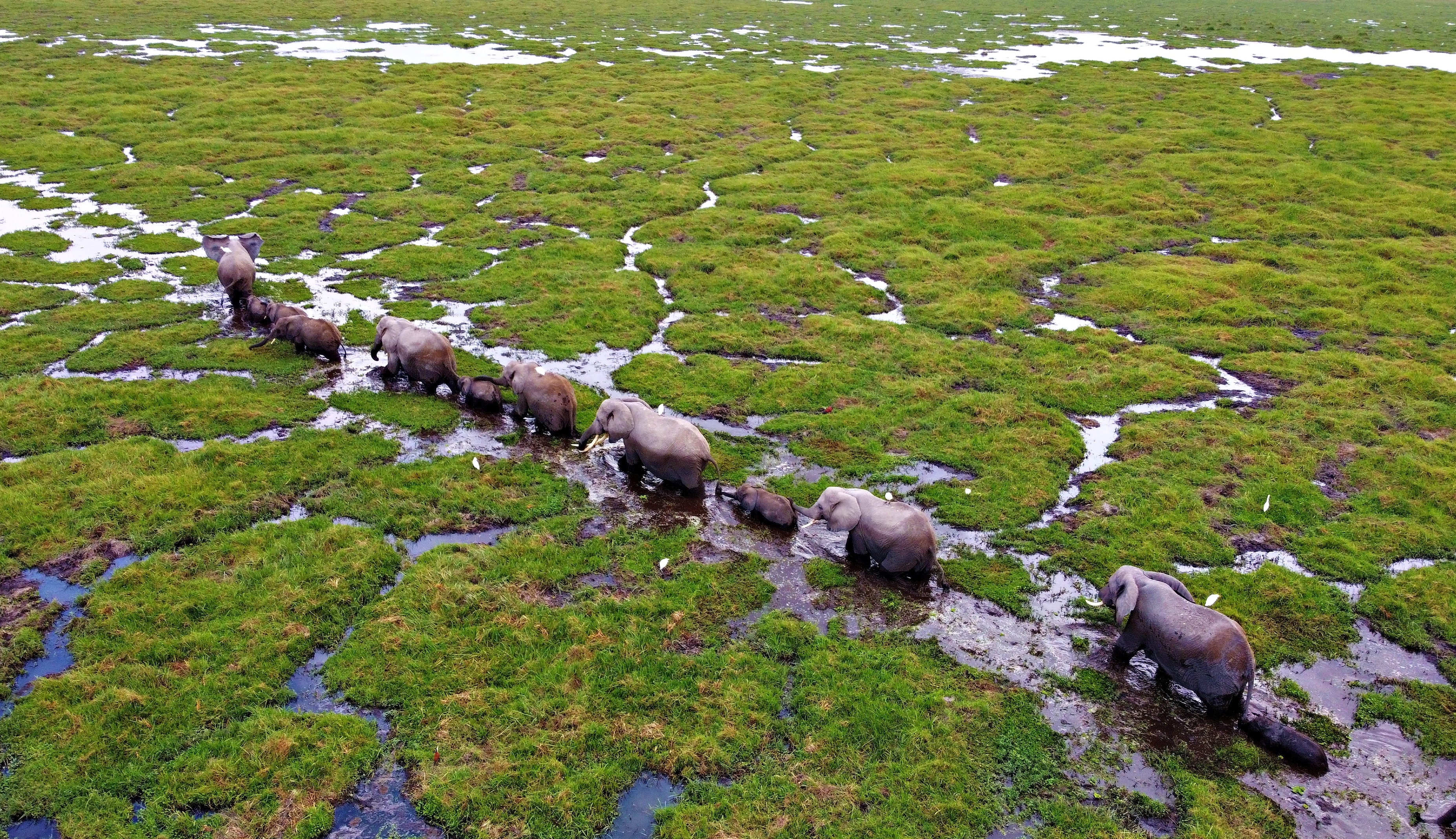 Elephants living in Amboseli National Park, Kenya, where research into how elephants communicate with one another was undertaken