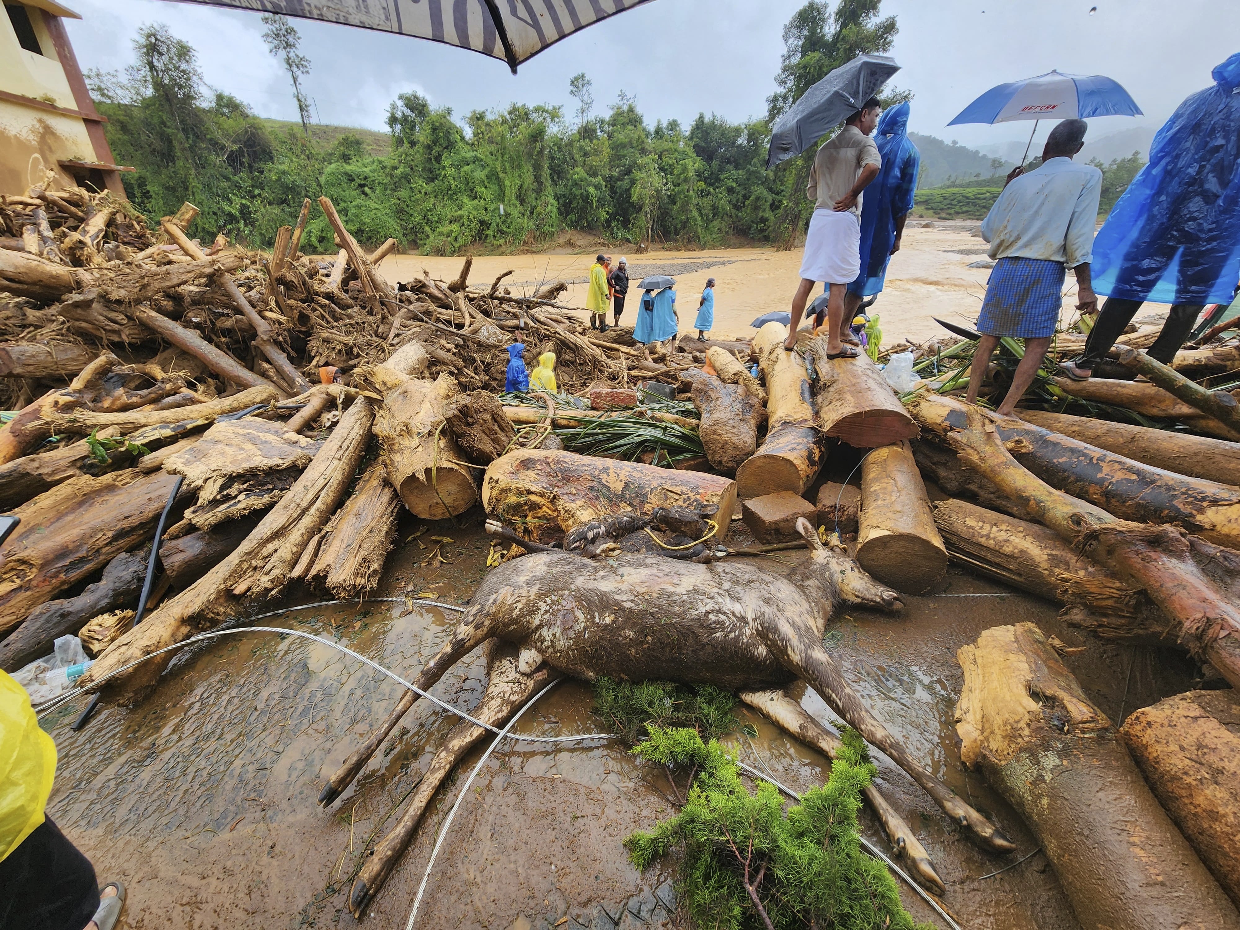 An animal carcass lies amid logs of wood after landslides hit Wayanad in Kerala [AP Photo]