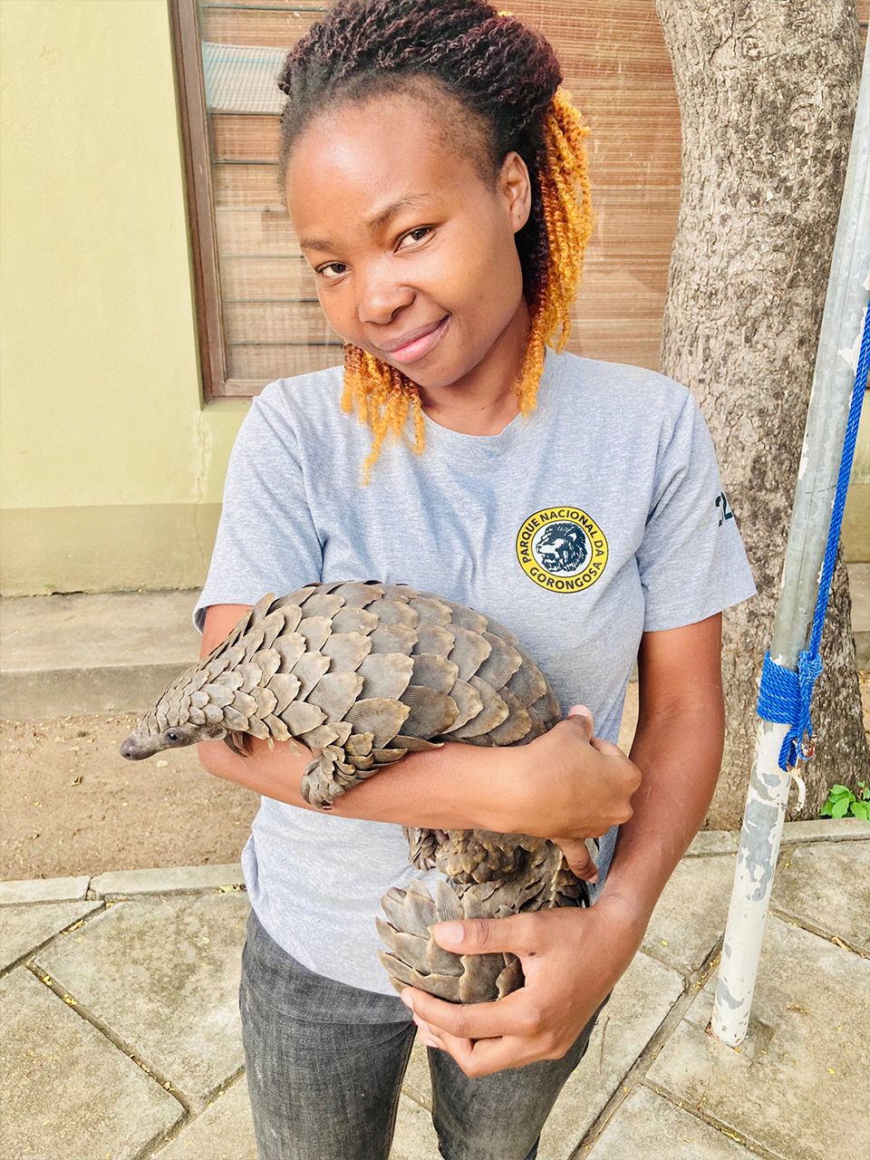 Gorongosa veterinarian Mercia Angela holds Larissa the pangolin