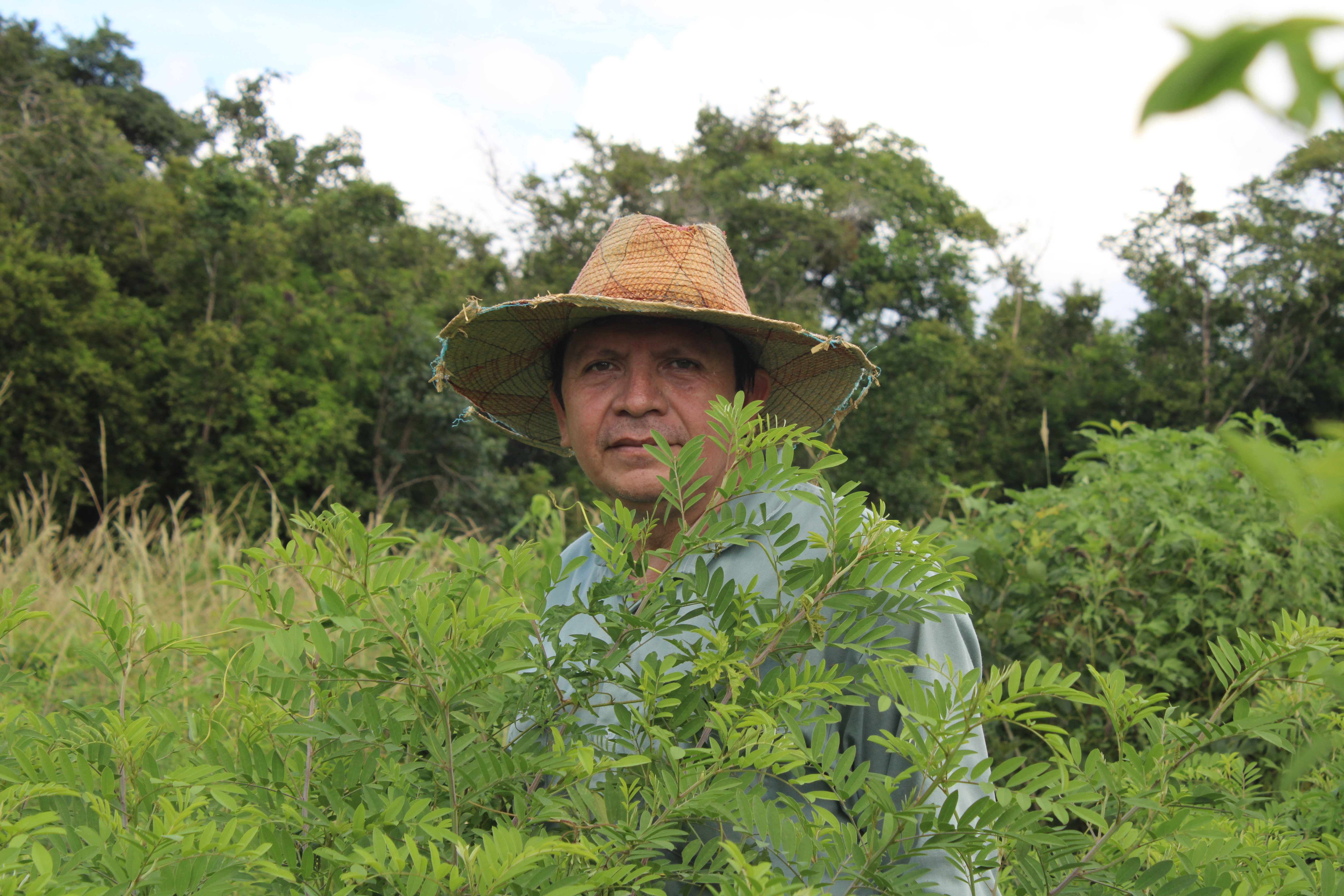 Luis May Ku, 49, poses next to fully-grown wild indigo (Indigofera suffruticosa) plants or Ch’oj in Maya, he discovered close to his milpa (Maya farm) in Dzan, Yucatán, Mexico, on 9 September, 2024_-1731950314
