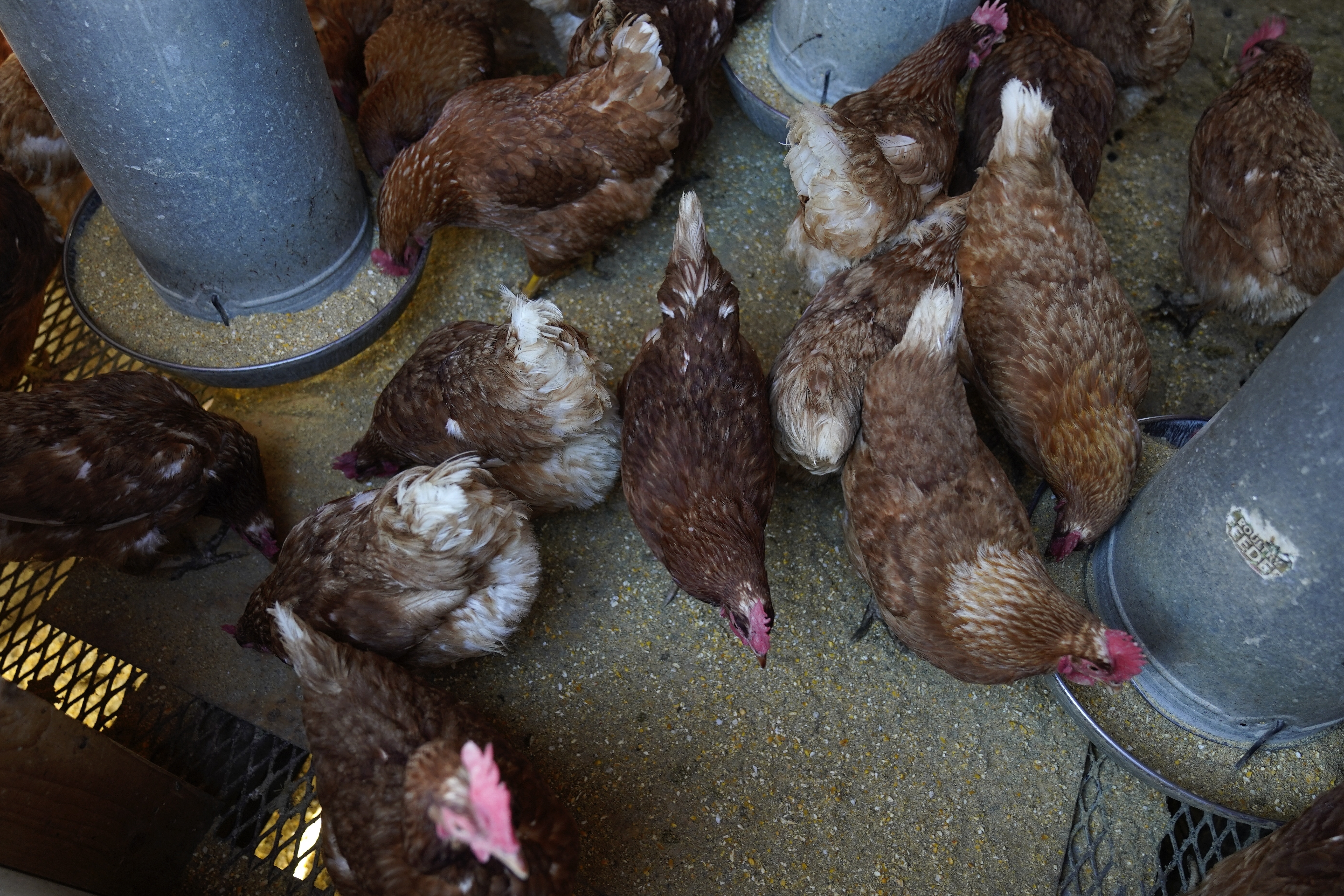 bird flu