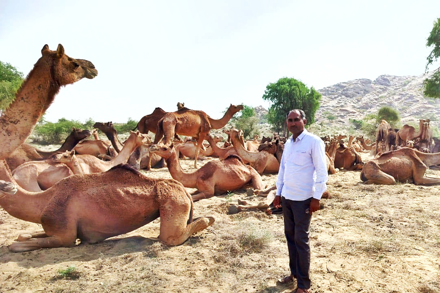 Chaudhary with his herd in Dandi village of the Barmer district, Rajasthan