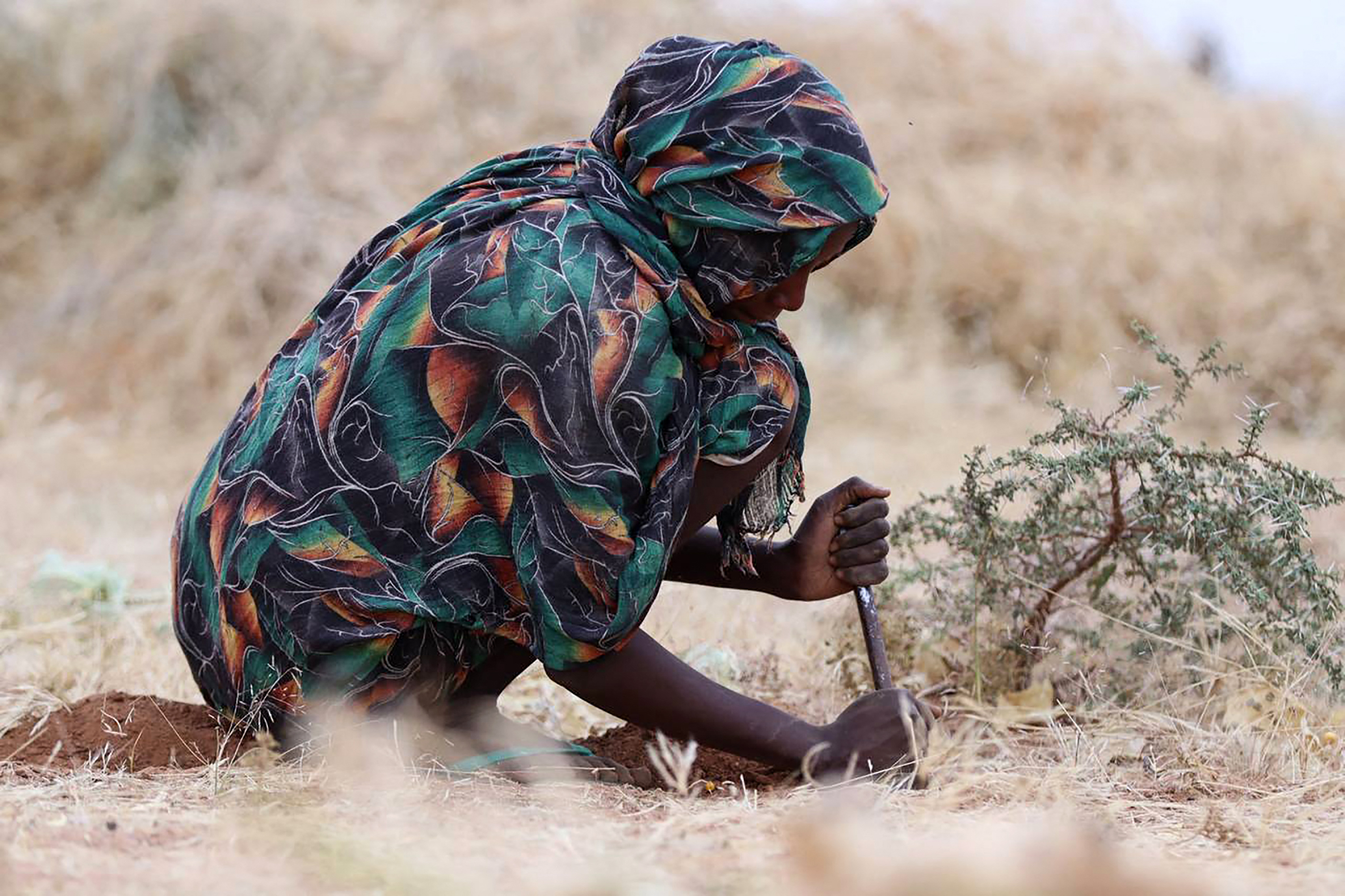 A displaced Sudanese woman forages near Tawila on February 11, 2025. Conditions have worsened after more displaced people arrived in the town after the RSF attacked Zamzam