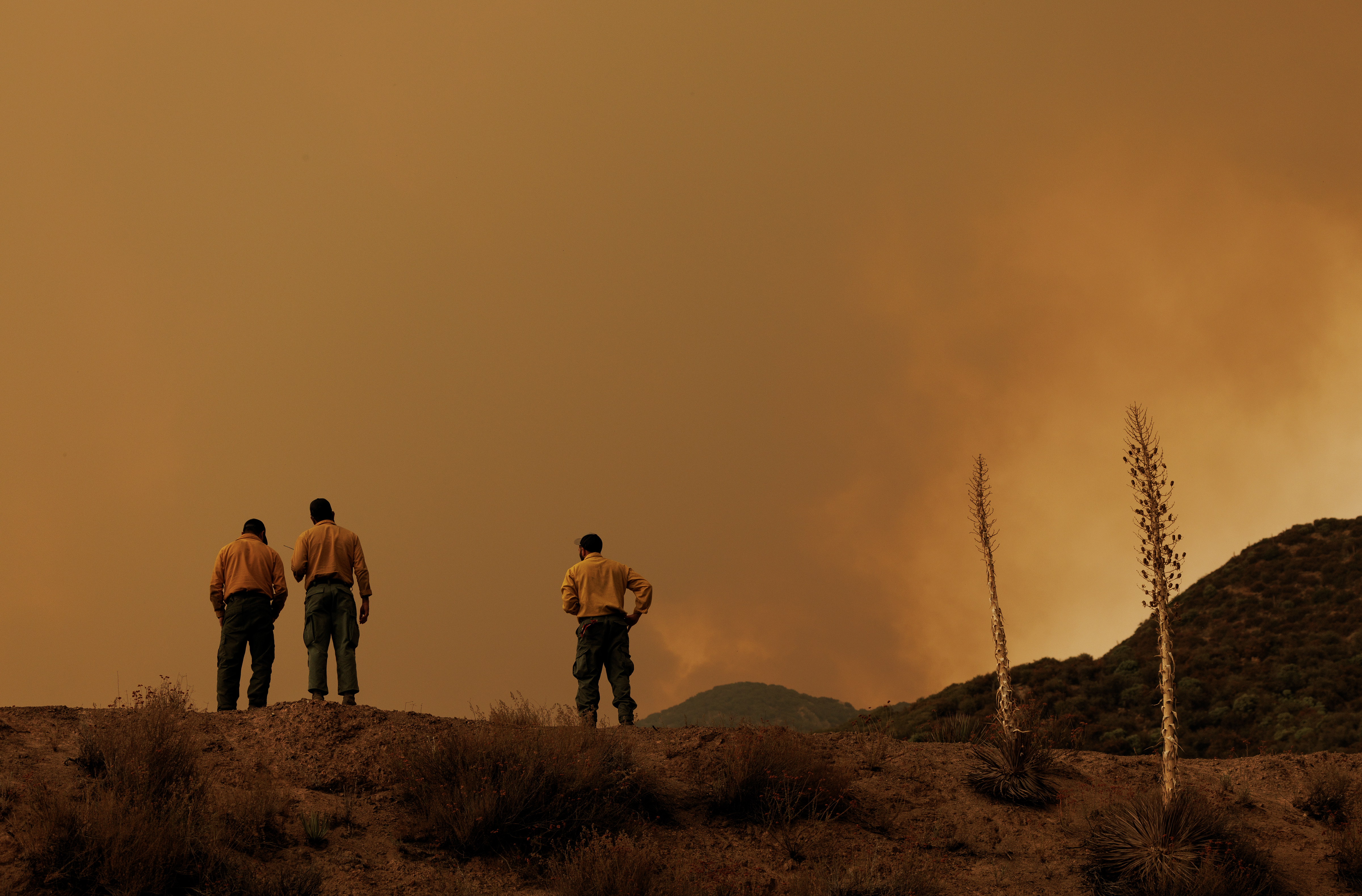 Forest dept firefighters