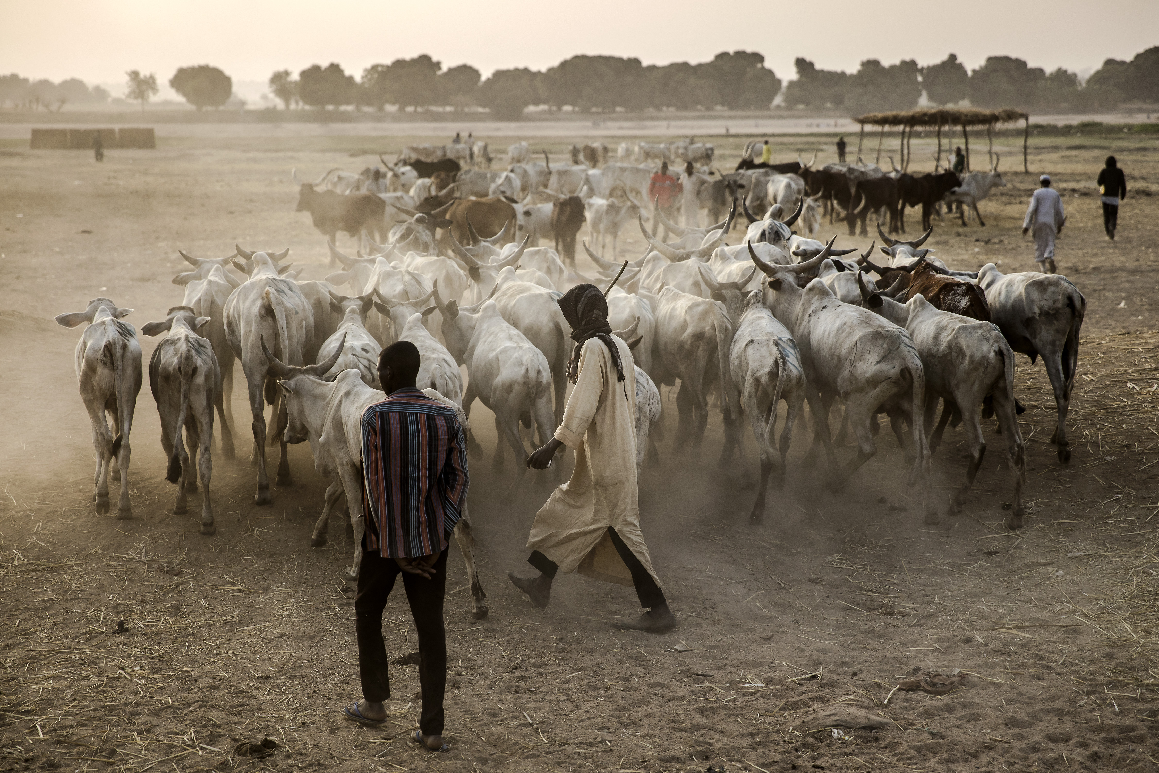 Cattle herders lead their cows in Ngurore, Adamawa State, Nigeria on February 20, 2019, just a few days ahead of the country's general election. Nomadic cattle herders and farmers are fighting in near-daily clashes that have left thousands dead in Nigeria and hundreds of villages affected. Both farmers and herdsmen hope the next government would settle their bloody feud. Over the past two years, the fighting has grown more bloody and more politicised with Nigeria's incumbent President being accused of backing herders. / AFP / Luis TATO