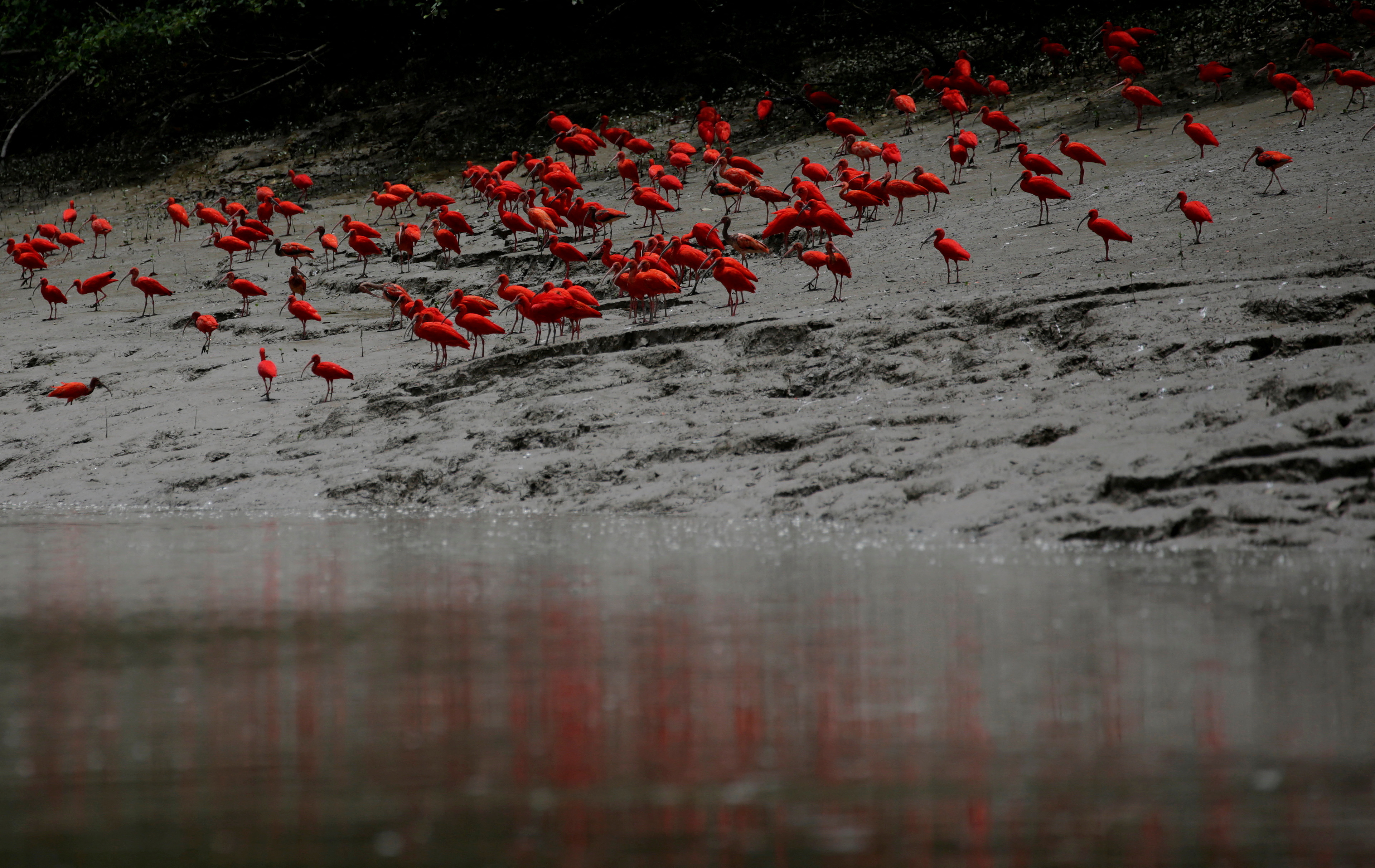 Scarlet ibises flock to the shores near the mouth of the Amazon River.