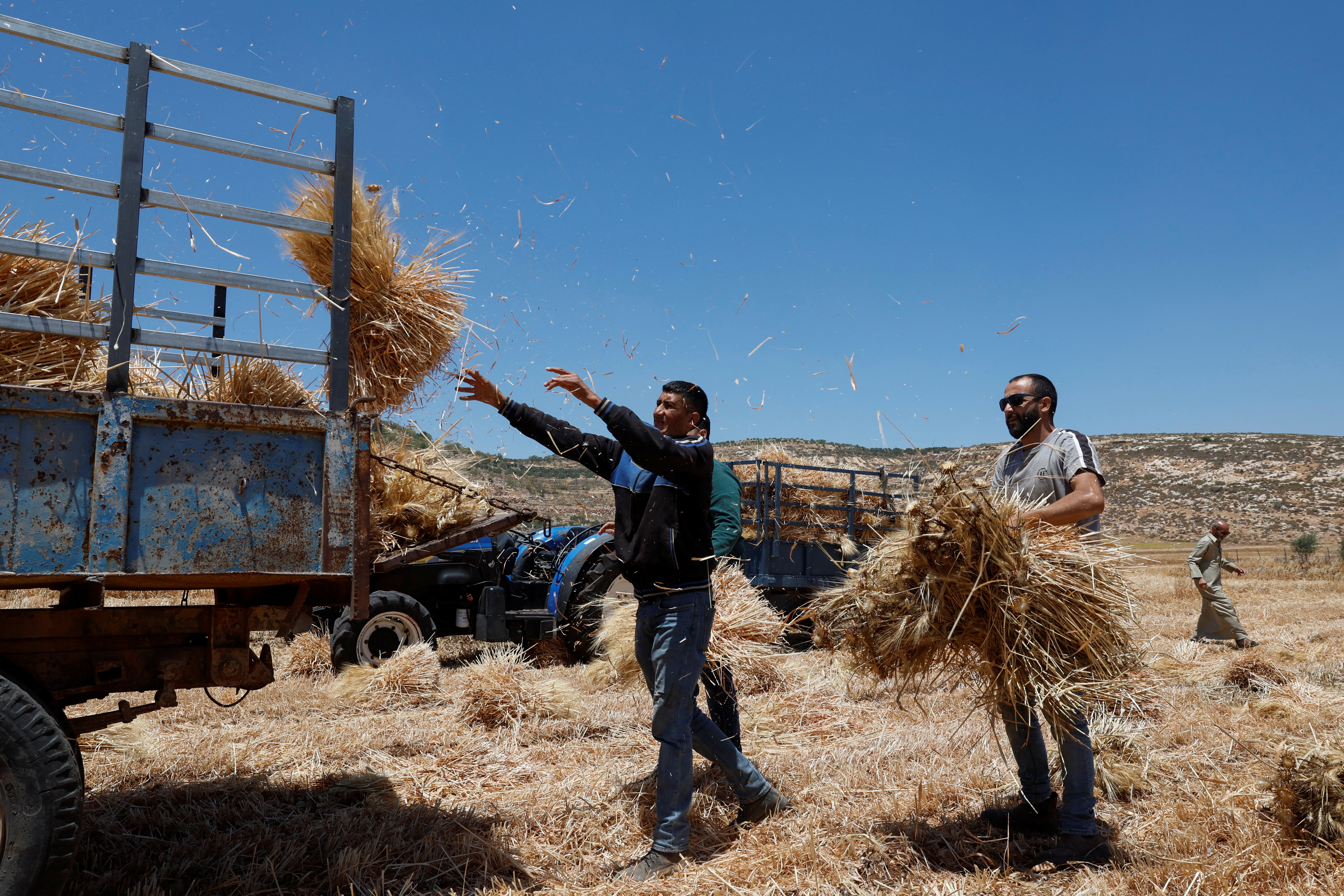 Palestinian men collect wheat after an attack by Israeli settlers in al-Mughayyir in May