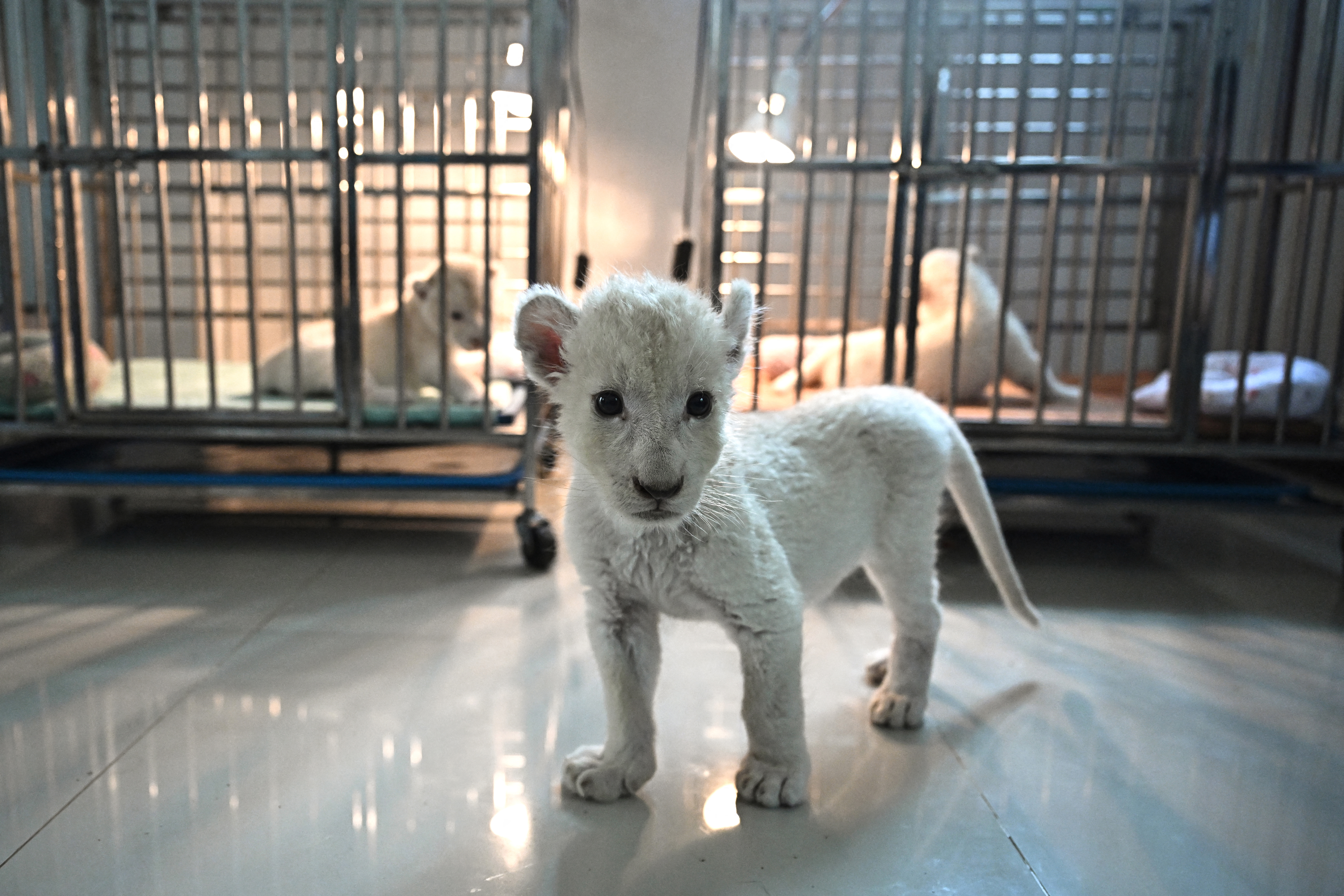 A month-old lion at a breeding facility in Chachoengsao province