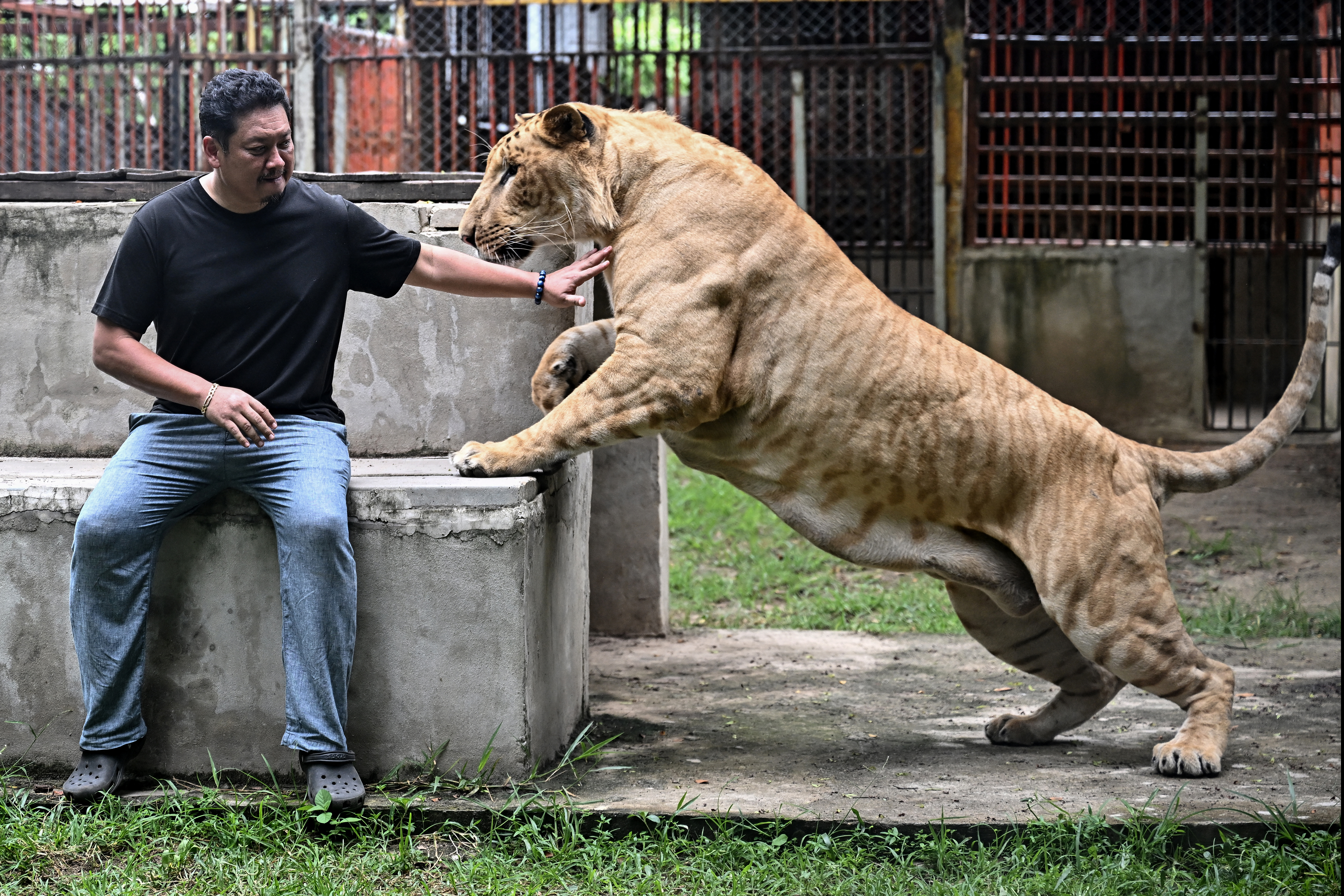 Tharnuwarht Plengkemratch with his pet lion-tiger hybrid “Big George”