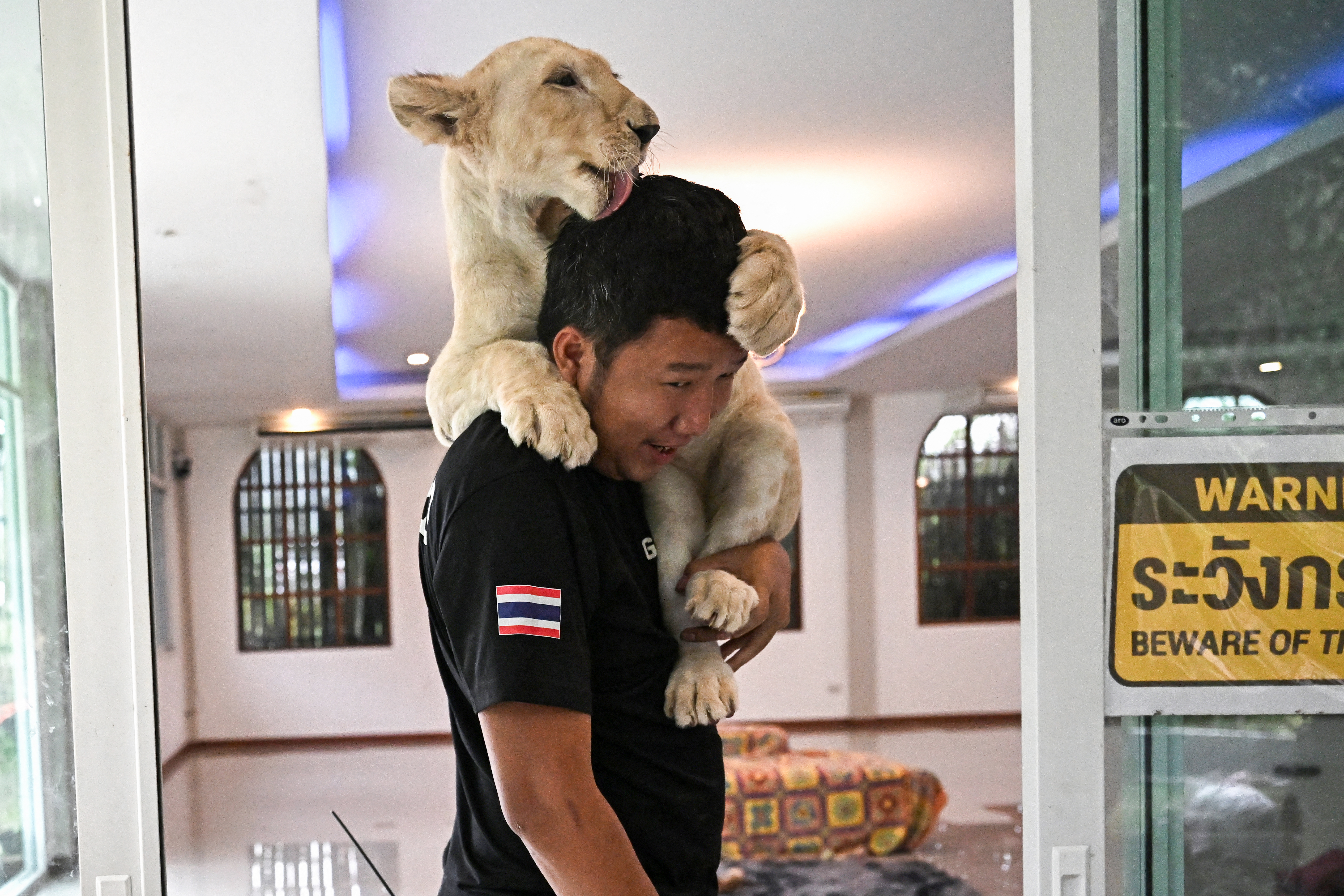 'Absolute madness': Thailand's pet lion problem