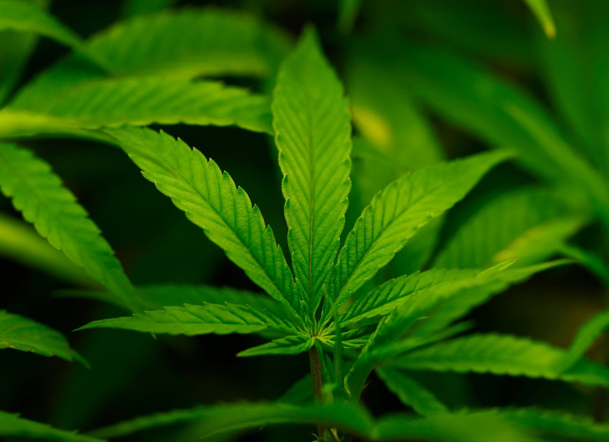 cannabis