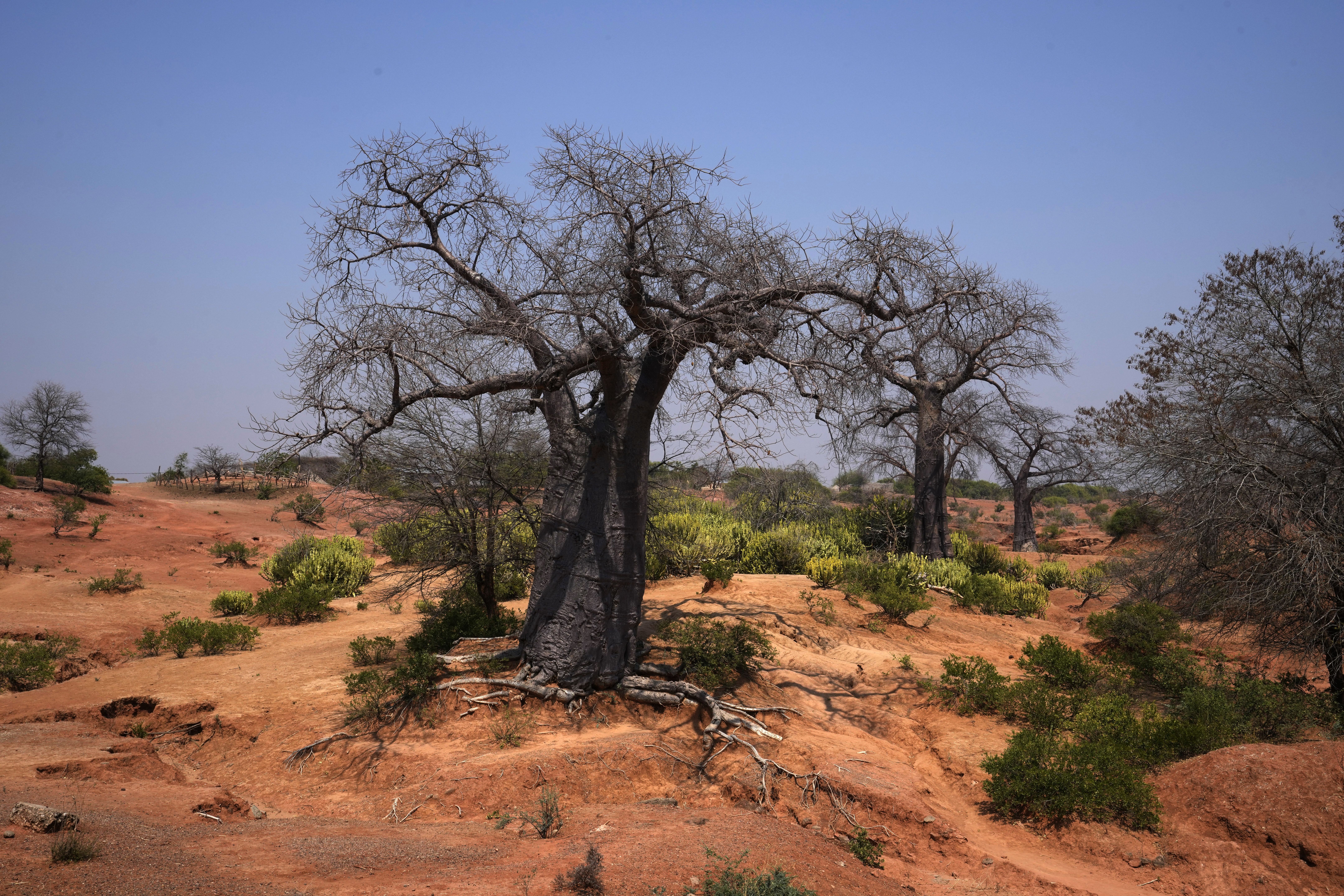 A baobab tree, the source of the malambe fruit