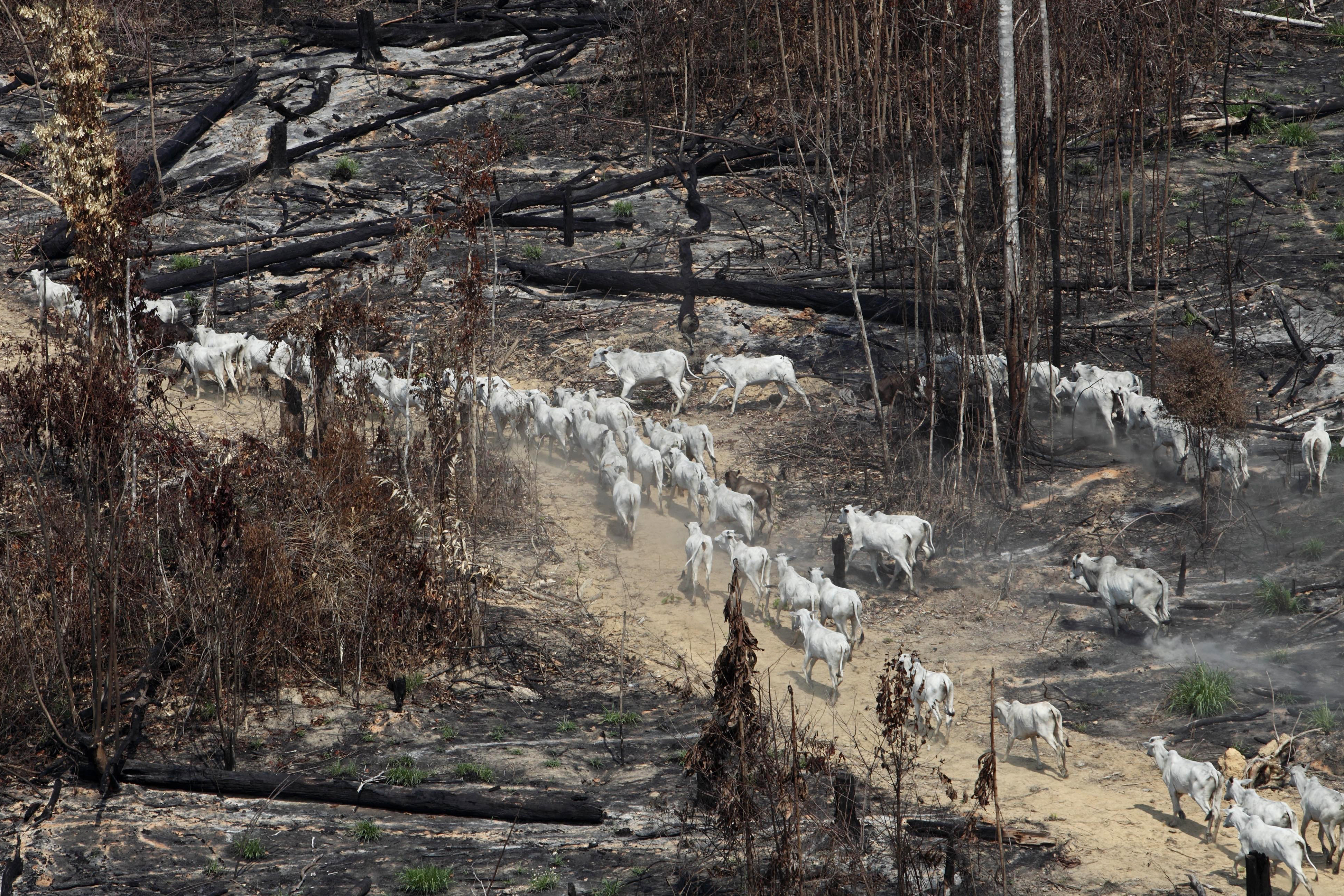 Cattle walk through a burned-out stretch of the Amazon rainforest.