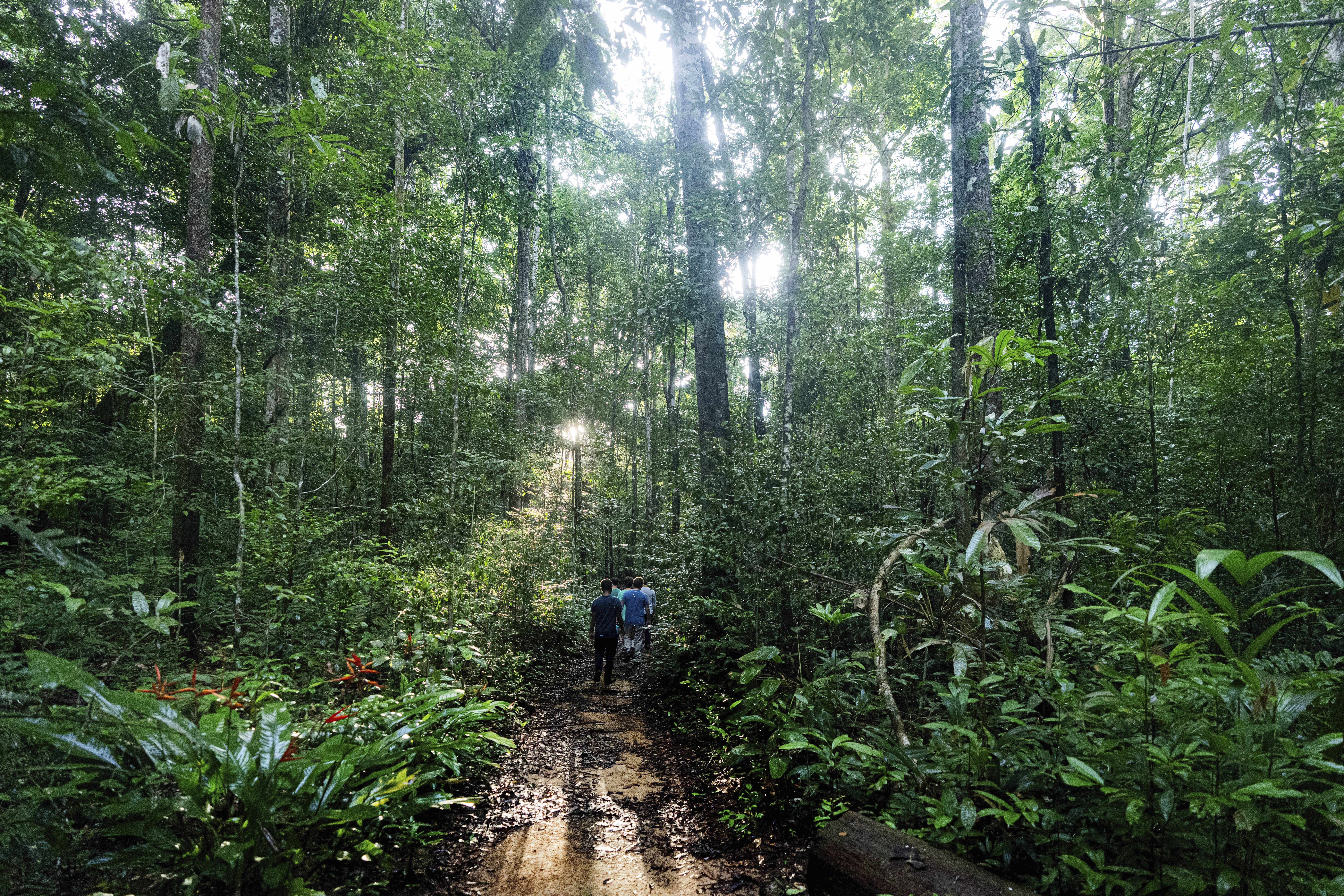 A view of the Amazon rainforest's Caxiuana National Forest