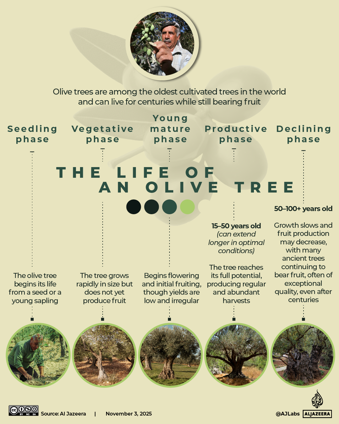 INTERACTIVE - The life of an olive tree-1762236474