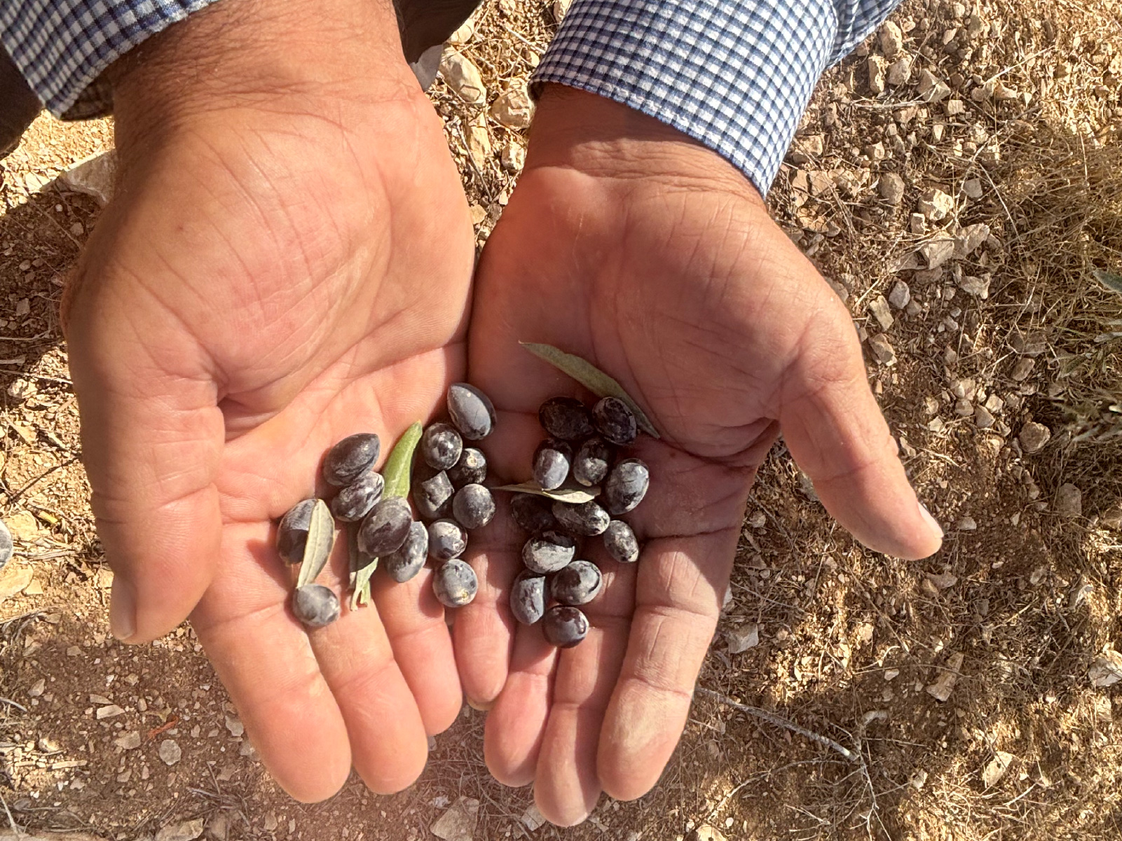 INTERACTIVE - Small olives in Deir Ammar-1764685552