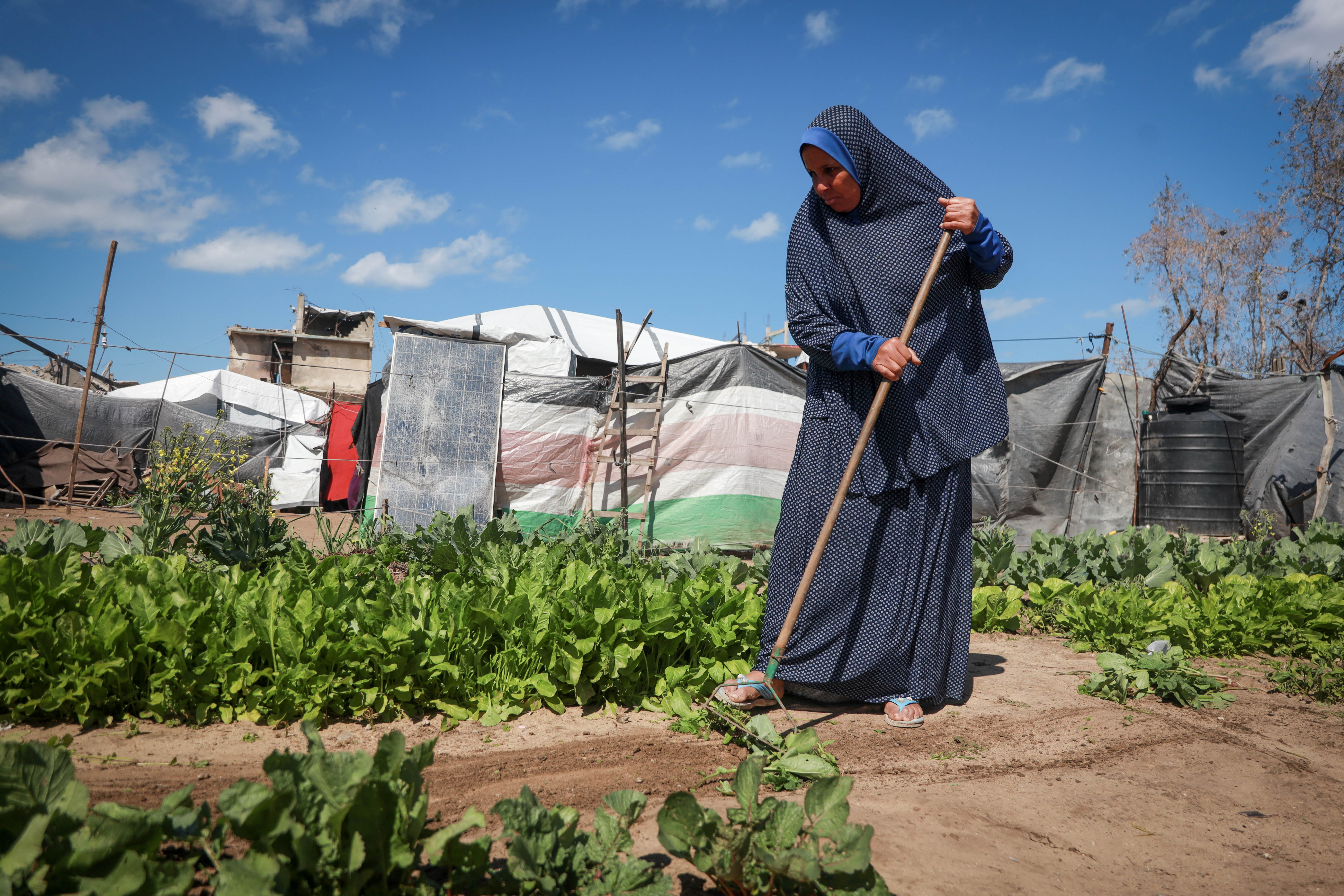 Sousan grows crops such as tomatoes, eggplants, and leafy greens to support her family and maintain her connection to the land.