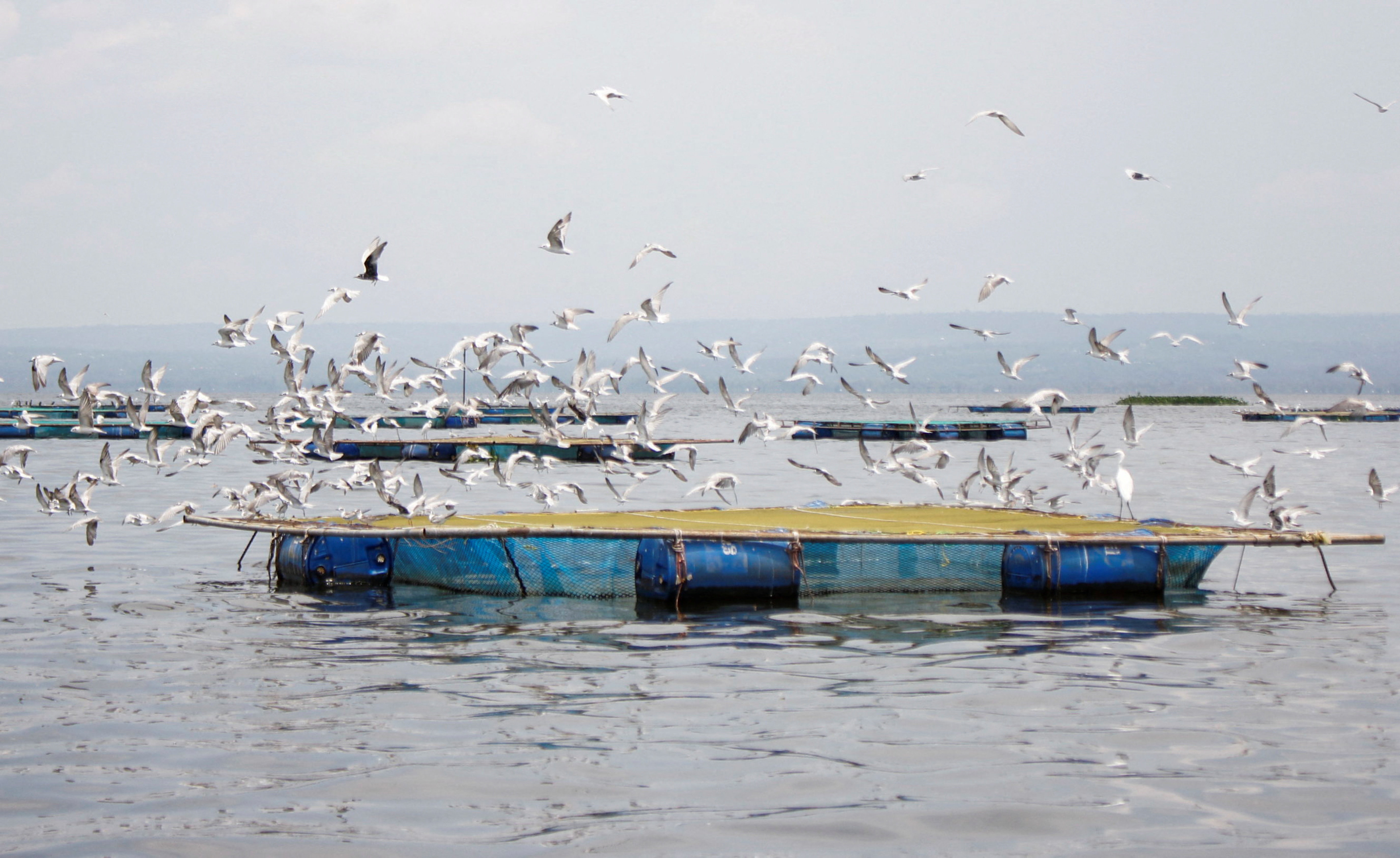 Pelicans fly over Lake Victoria in Kisumu, Kenya