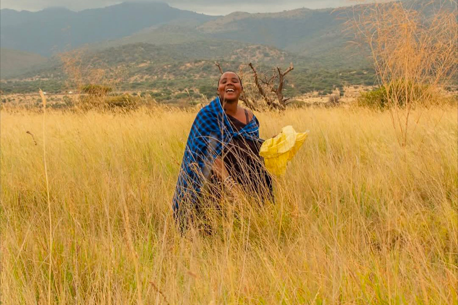 A Maasai woman harvests grass seeds from a community fodder plot in Selela village. The seeds are sold by weight and provide an important source of income for women participating in the project. [Courtesy of Pastoral Women’s Council]