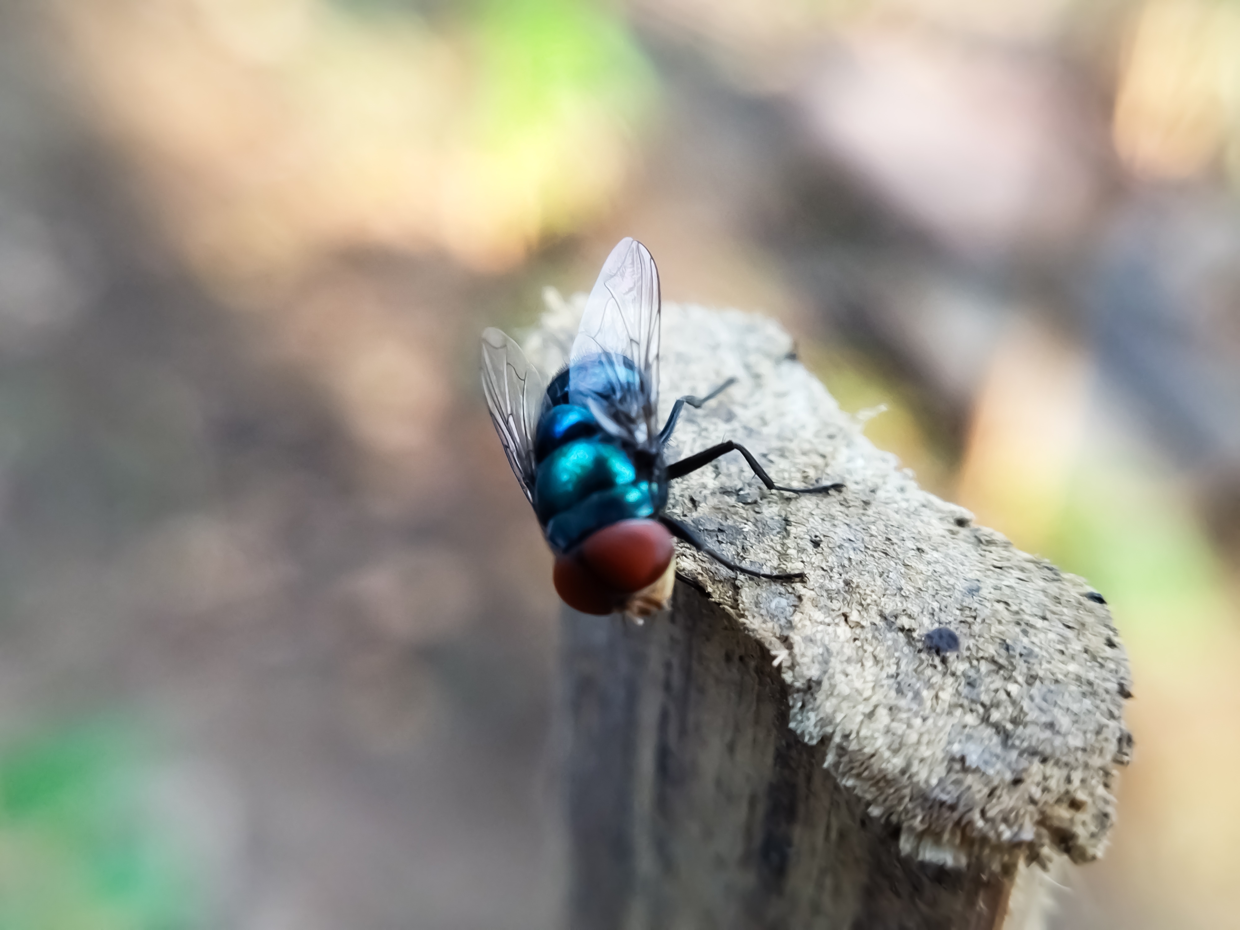 The New World screwworm is a species of parasitic fly that is known for the way its larvae eat living tissue [Shutterstock]