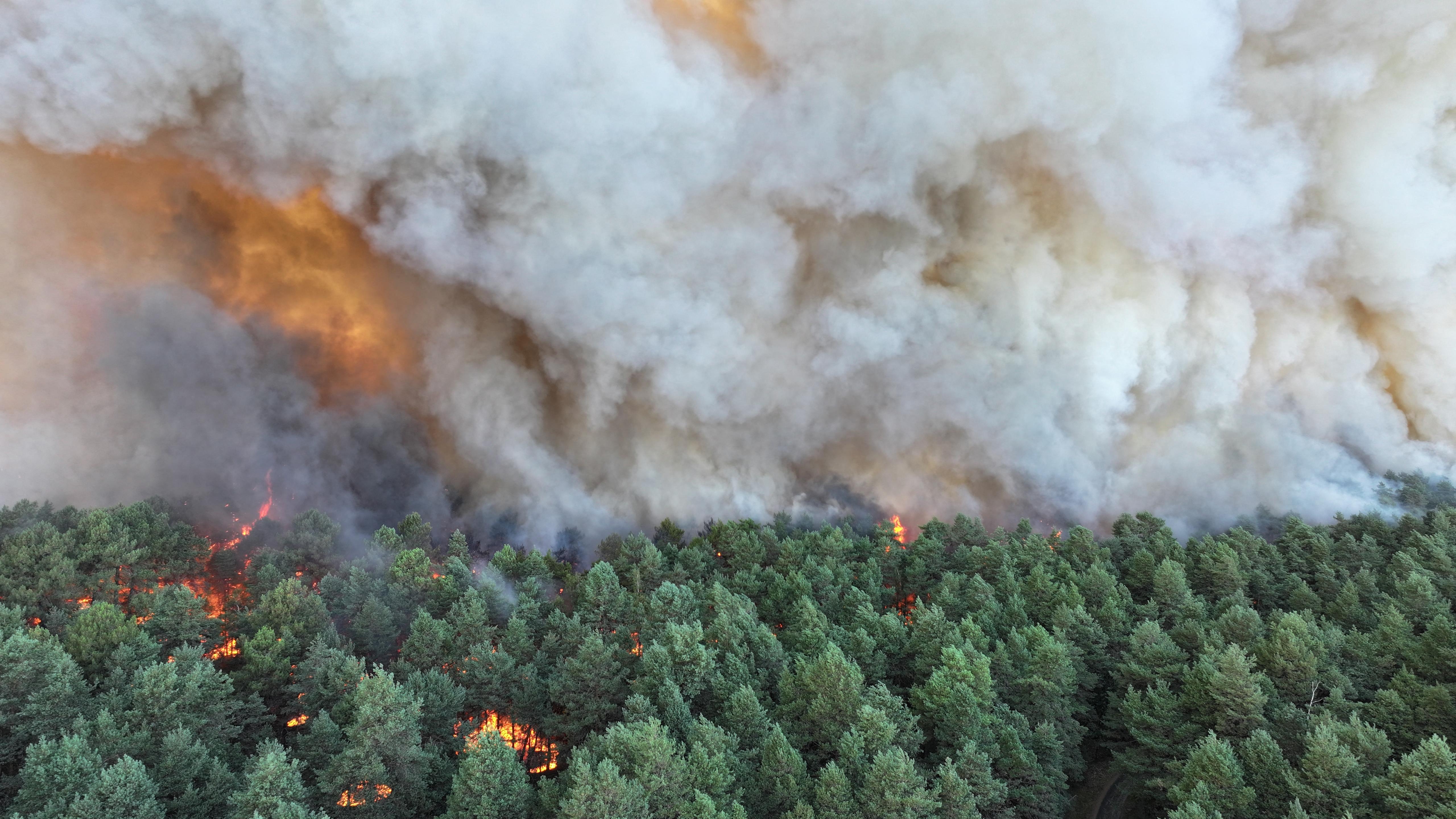 A wildfire raging in the Fontainebleau Forest