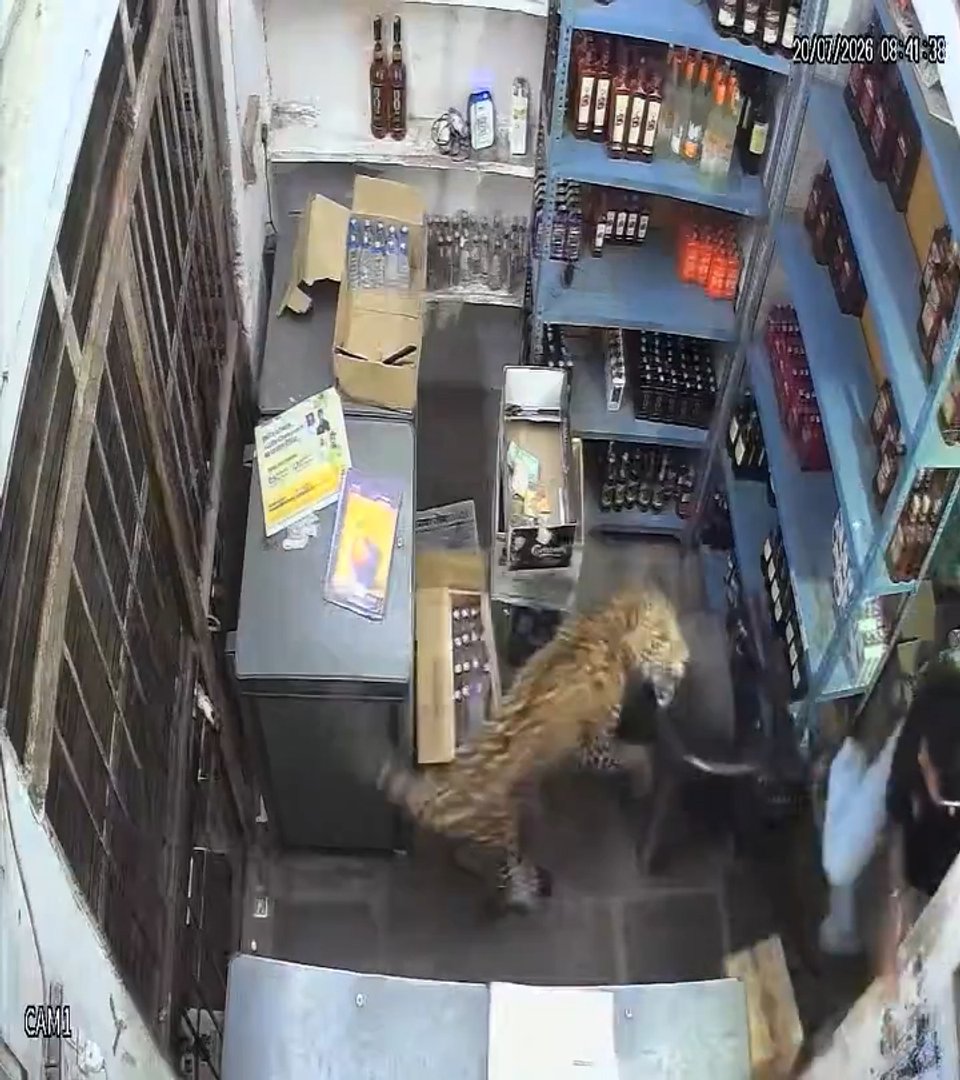 Leopard caught on camera storming into a store in Rajasthan, India