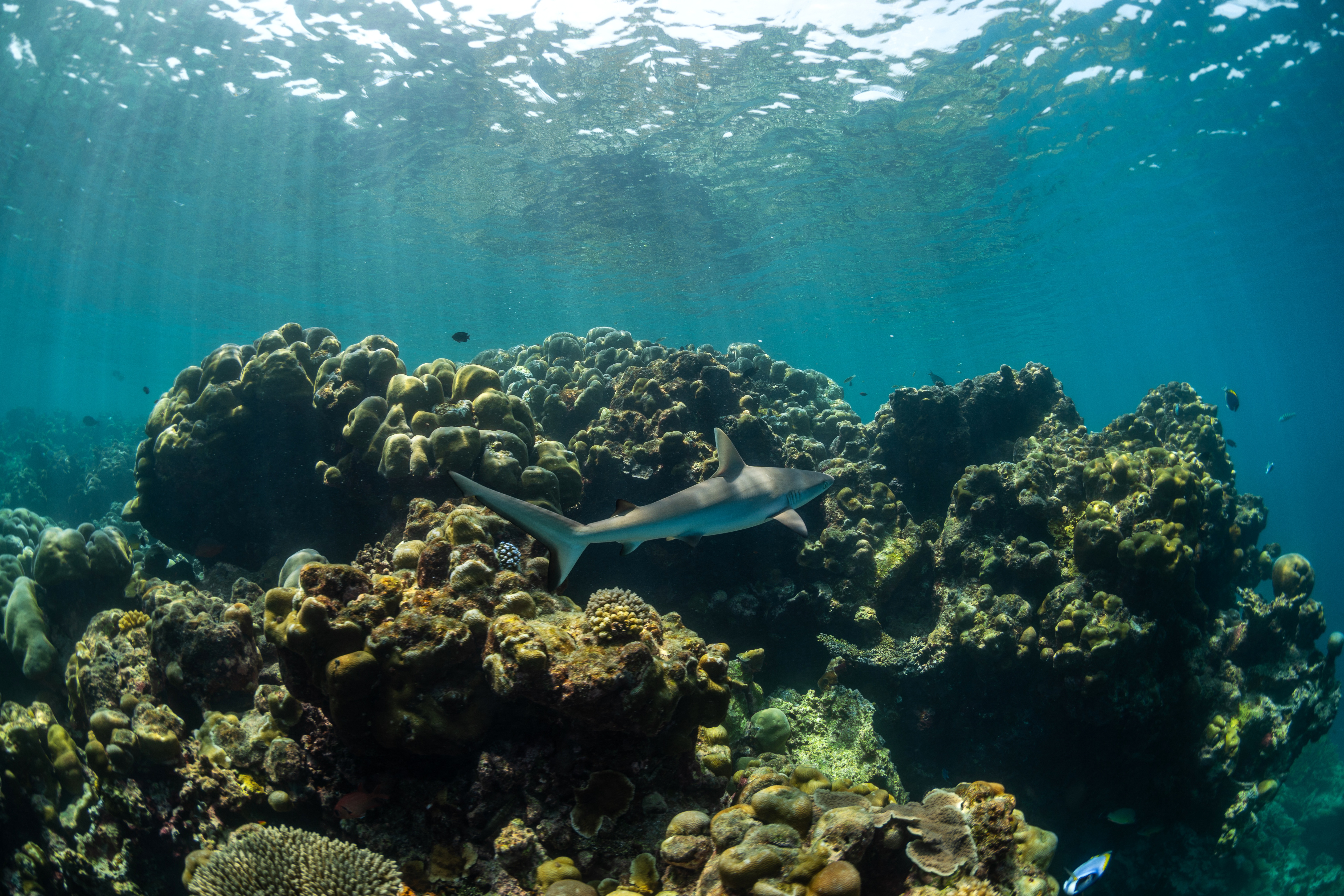 coral reef