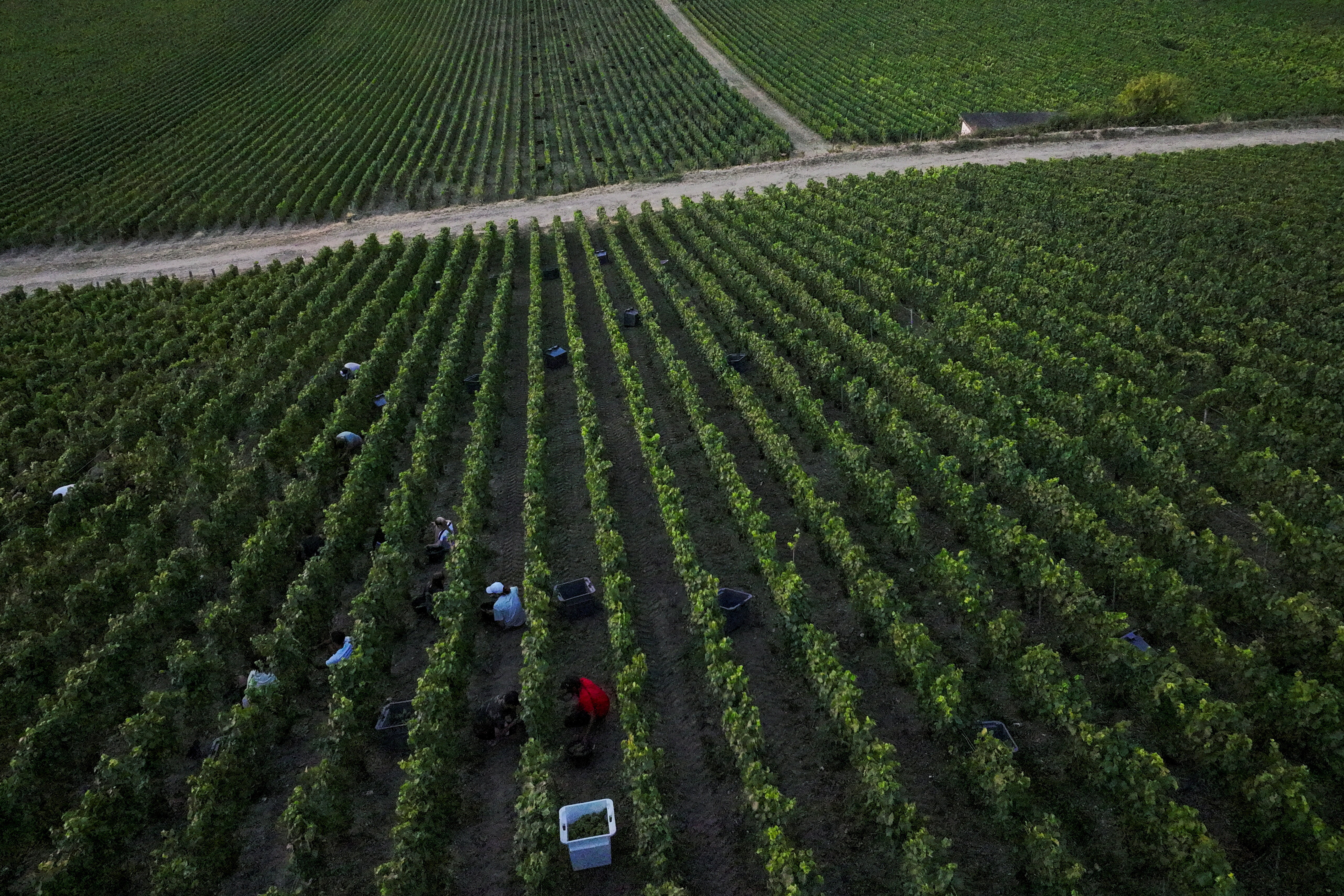 A drone view shows grape pickers harvesting fruit from the vines at the Champagne Jean Velut vineyard during the early start of the Champagne harvest, in Montgueux, France as heatwaves accelerate the grape harvest across France’s vineyards, August 14, 2026