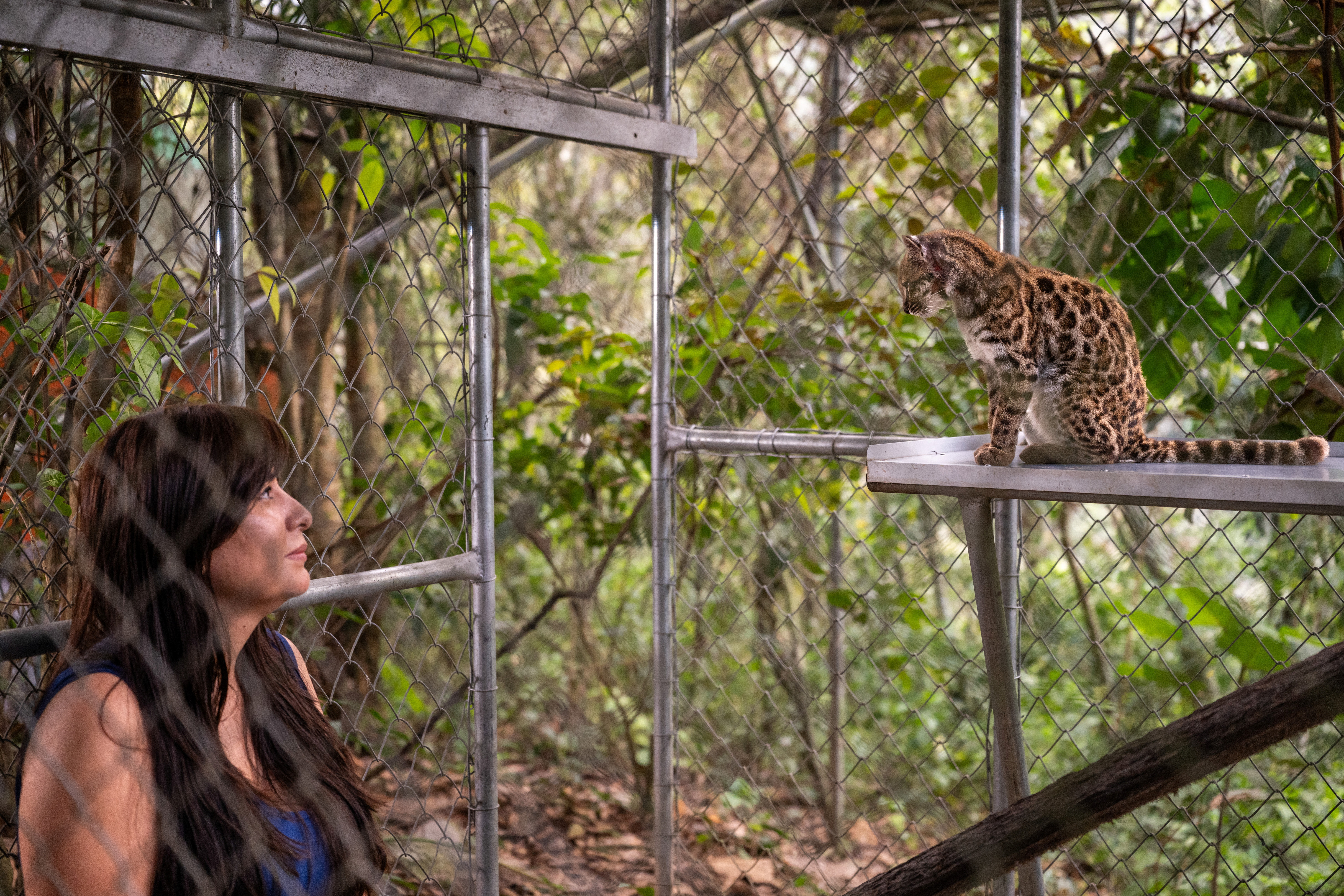 National Geographic Explorer Paola Nogales Ascarrunz, who led the research that identified Leopardus tilcayo as a new species, observes the cat at the Senda Verde animal refuge in the Yungas region, in Bolivia, September 1, 2026 [Fernando Faciole/Handout via Reuters]