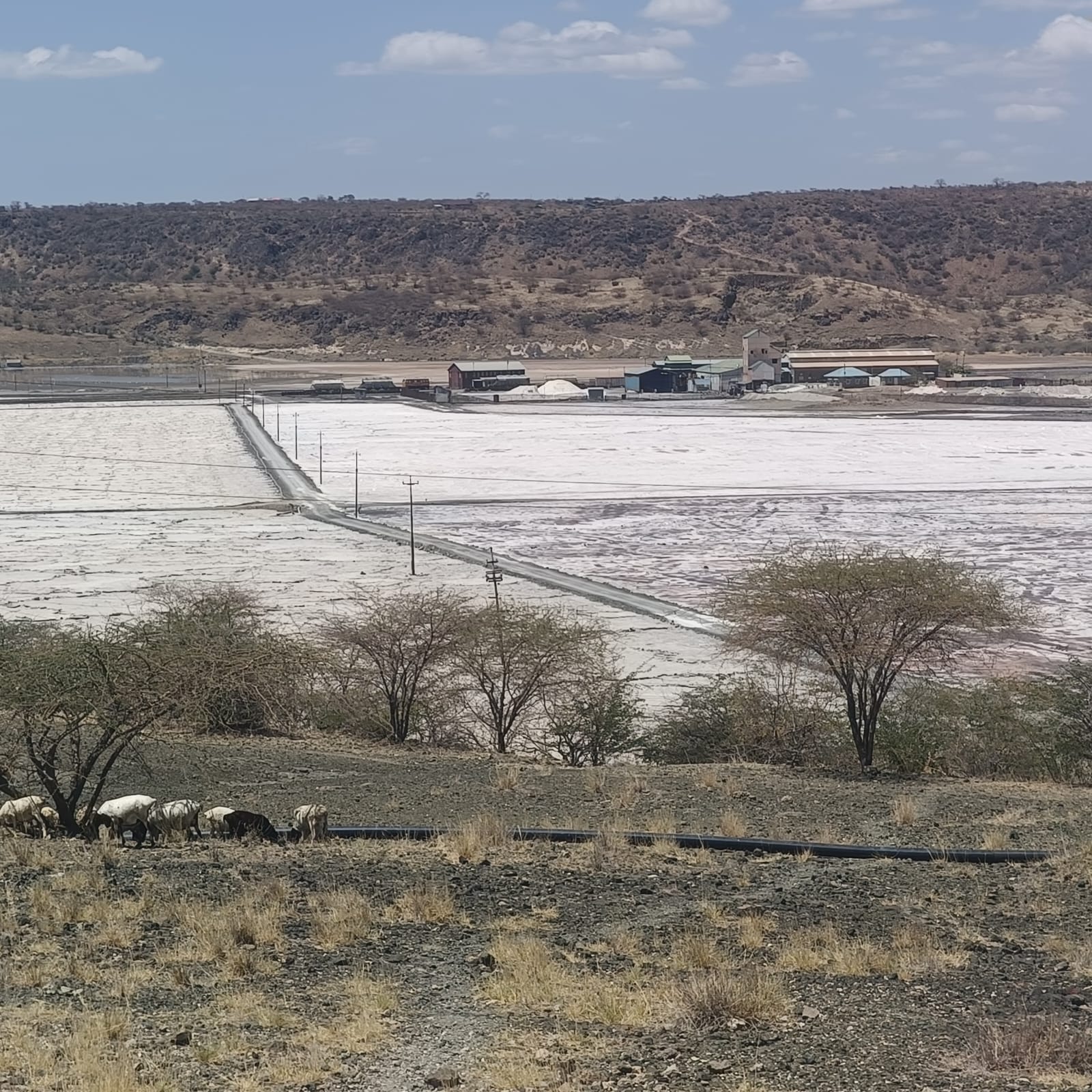 The plant’s future is now under scrutiny as the government pushes for greater regulatory compliance and wants more value from the resource to remain in Kenya.