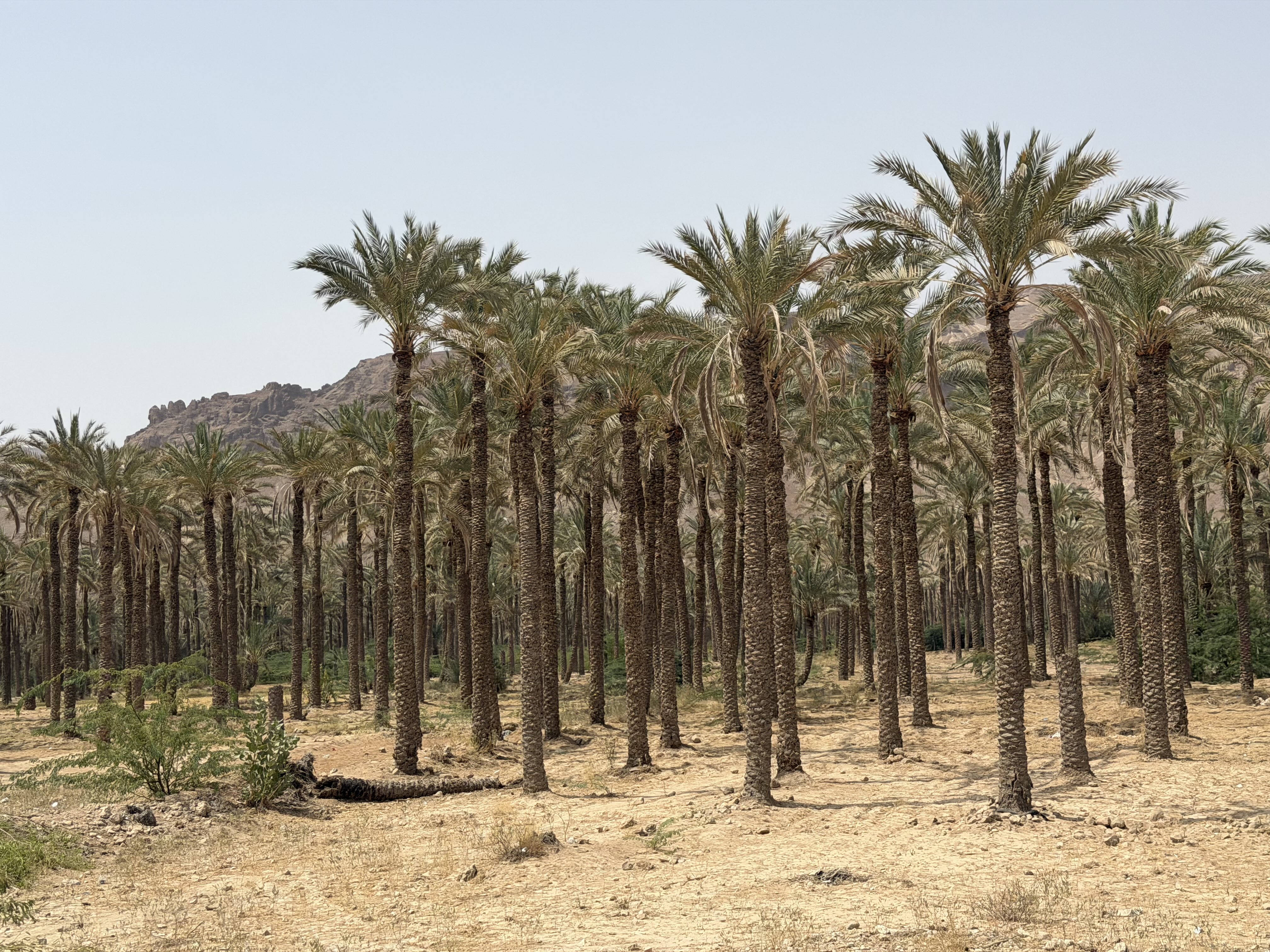 Date palm trees