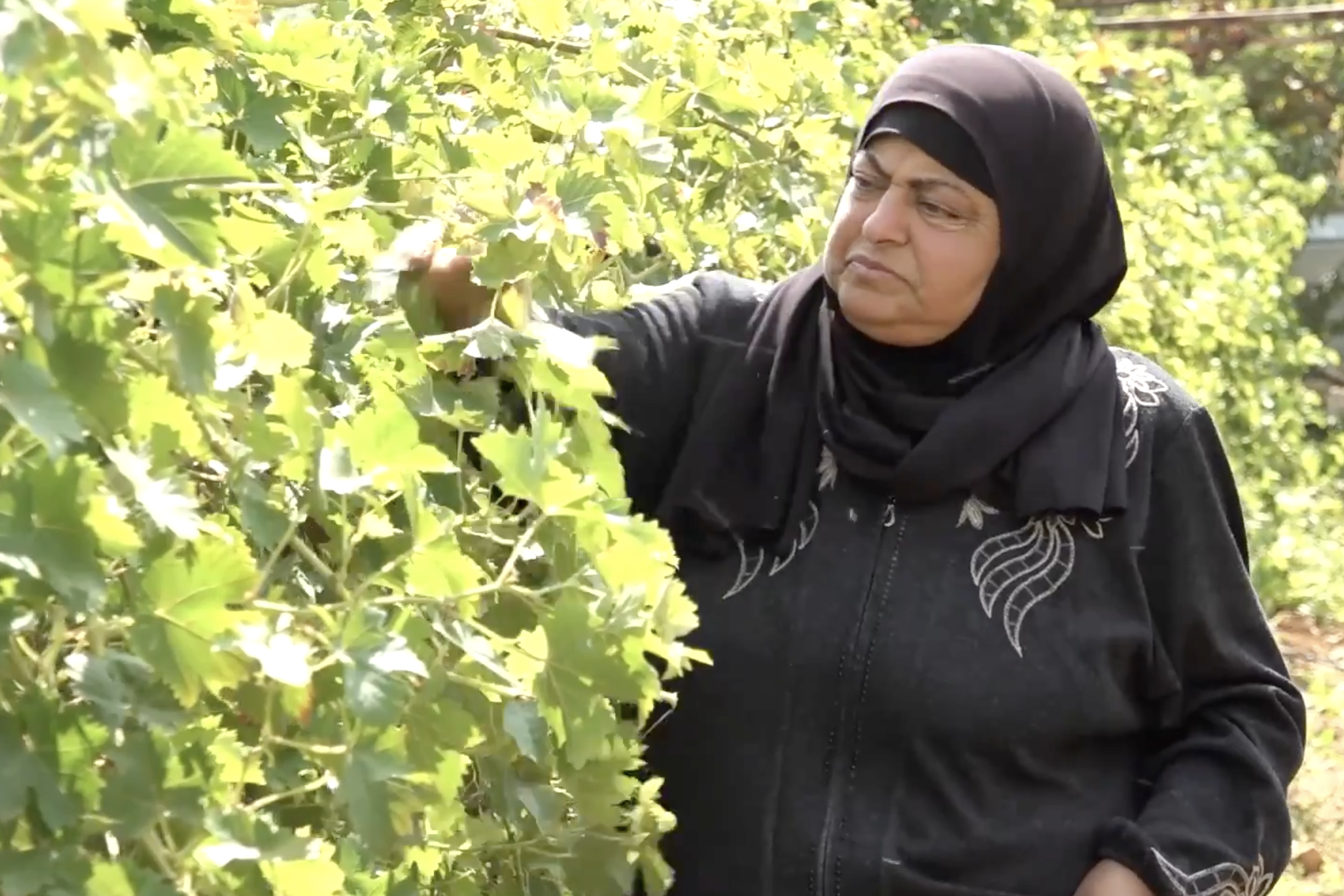 Palestinian farmer Theeba al-Sabaa guards her remaining grapevines from daily settler attacks and agricultural sabotage in the West Bank town of Beit Ummar.[Screengrab/Aljazeera]