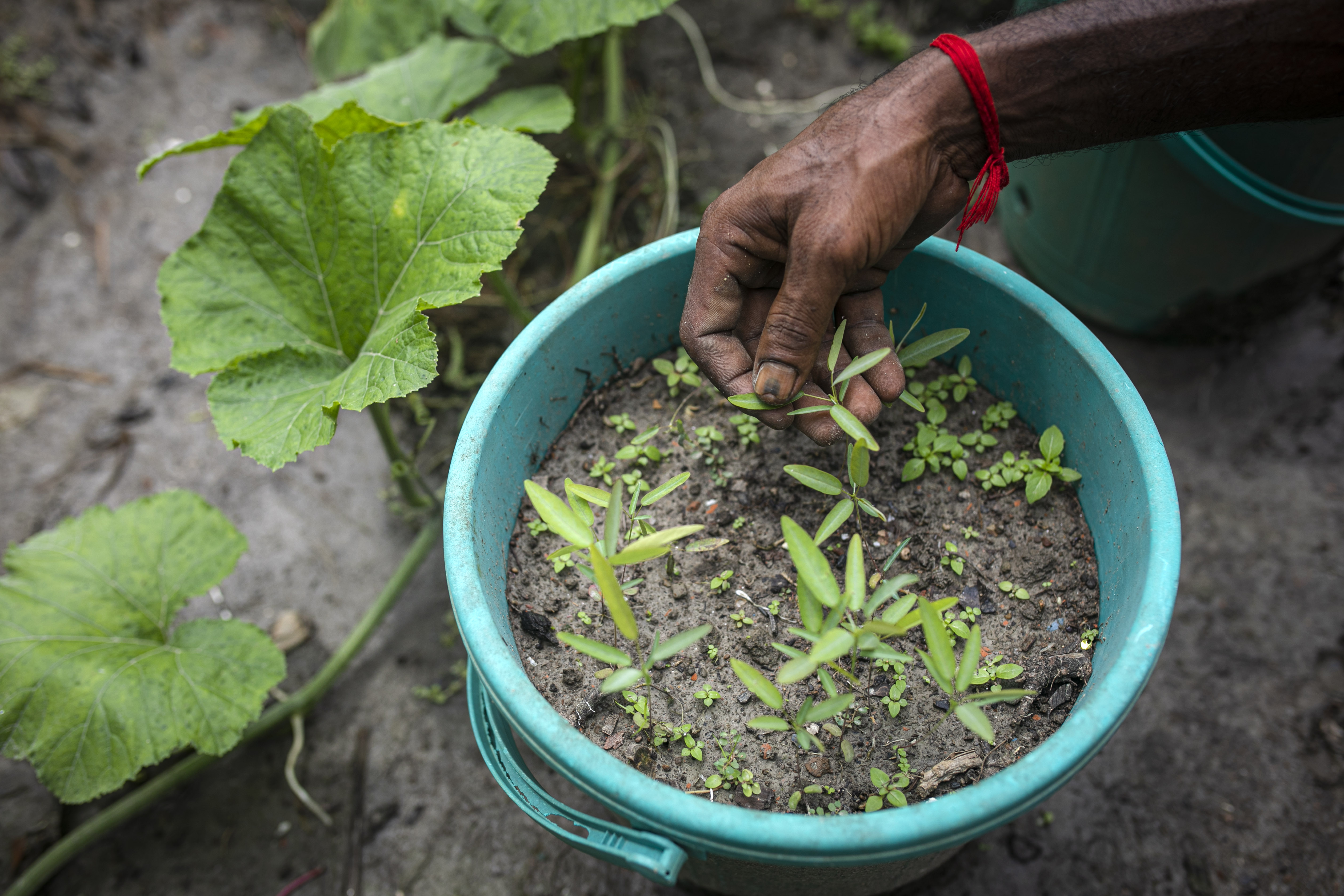 Seeds are planted in pots at Suranjan's home
