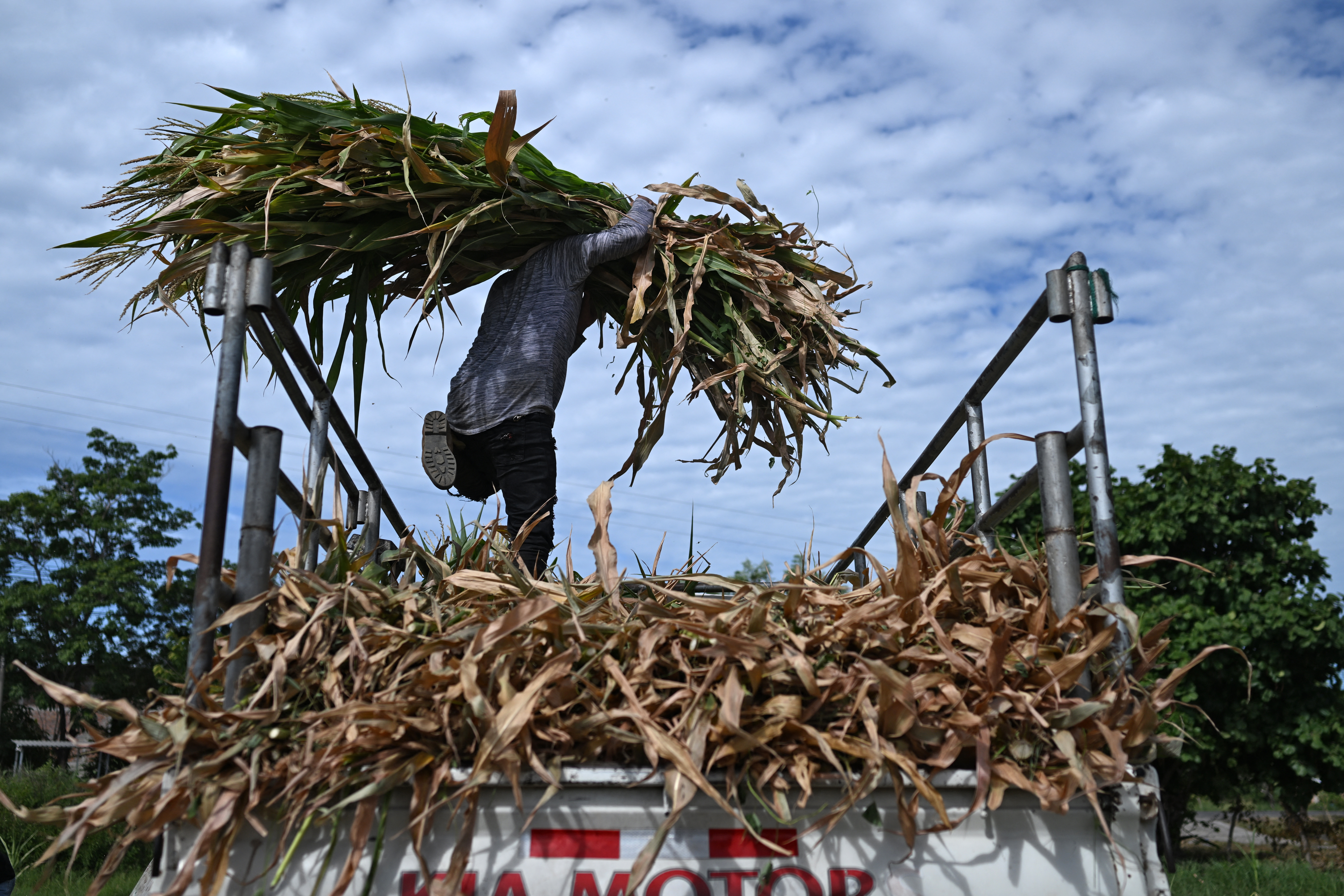 A farmer loads dried leaves and other crop residue from a completely drought-damaged cornfield onto a truck in Tecoluca, San Vicente department, El Salvador, on August 26, 2026.
