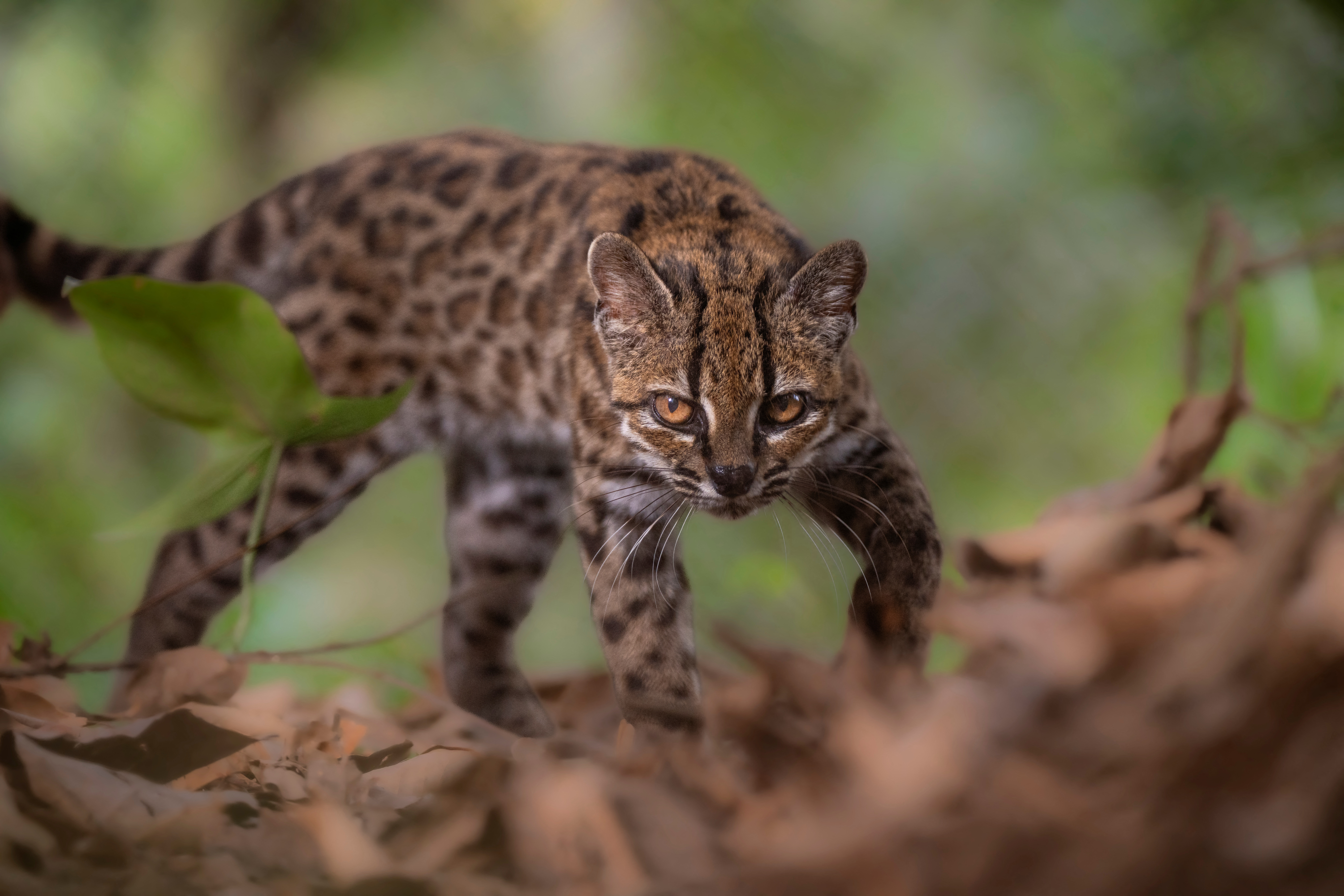 A Leopardus tilcayo cat, a newly identified species through research led by National Geographic Explorer Paola Nogales Ascarrunz, walks at the Senda Verde animal refuge in the Yungas region, Bolivia, September 1, 2026. Fernando Faciole/National Geographic/Handout via REUTERS THIS IMAGE HAS BEEN SUPPLIED BY A THIRD PARTY. NO RESALES. NO ARCHIVES. THIS IMAGE HAS BEEN SUPPLIED AND PROCESSED BY A THIRD PARTY AND IS DISTRIBUTED BY REUTERS AS RECEIVED.