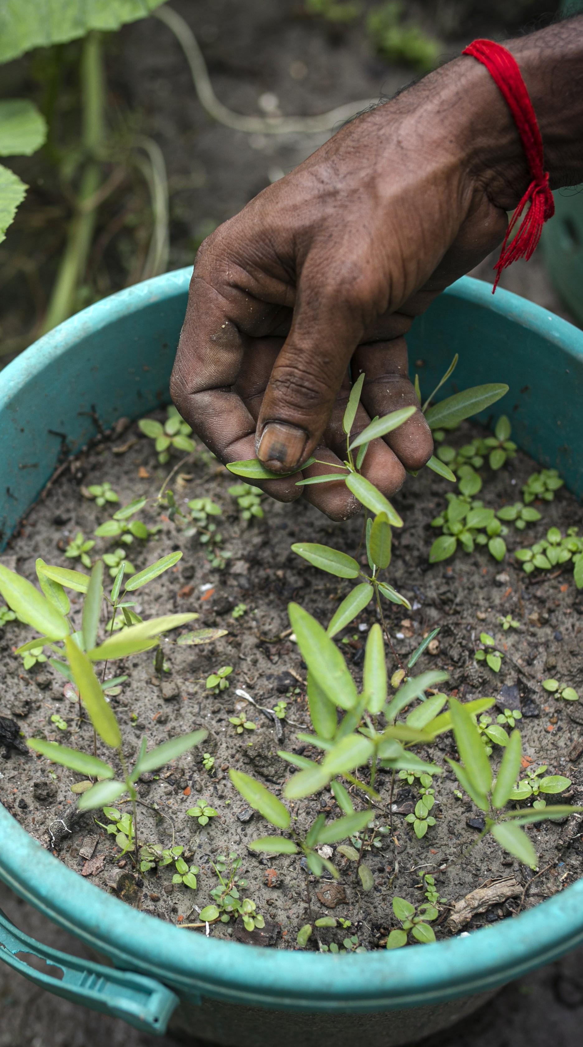 Seeds are planted in pots at Suranjan's home