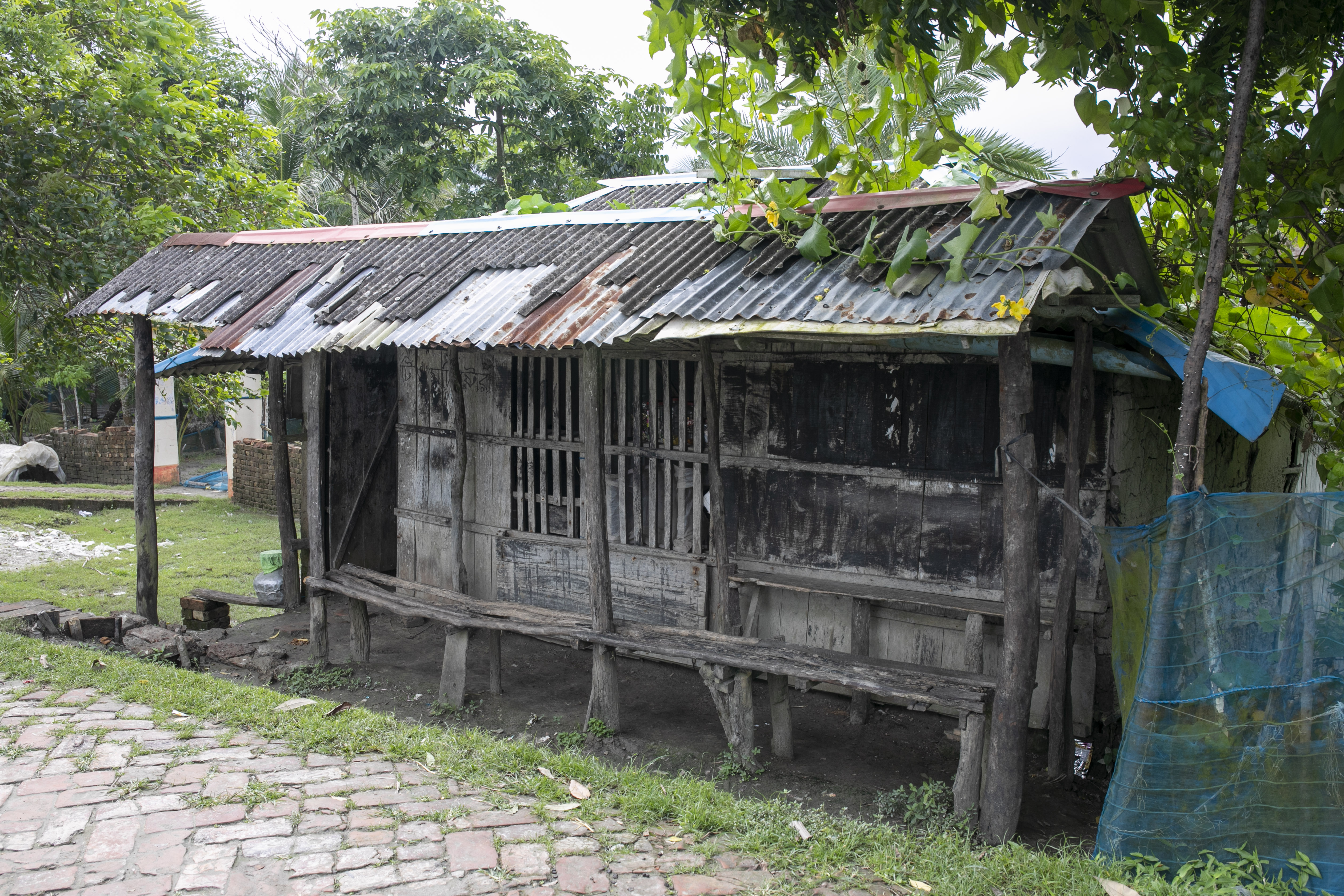 Villagers gather at a tea stall beside the Shakbaria River, where honey collectors speak of a season without bain flowers